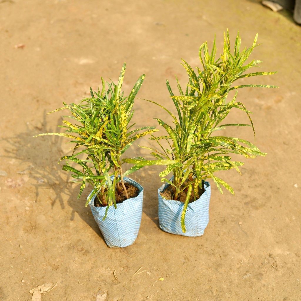 Buy Set of 2 - Chironji Gold star Croton in 5 Inch Nursery Bag Online | Urvann.com Set of 2 - Chironji Gold star Croton in 5 Inch Nursery Bag