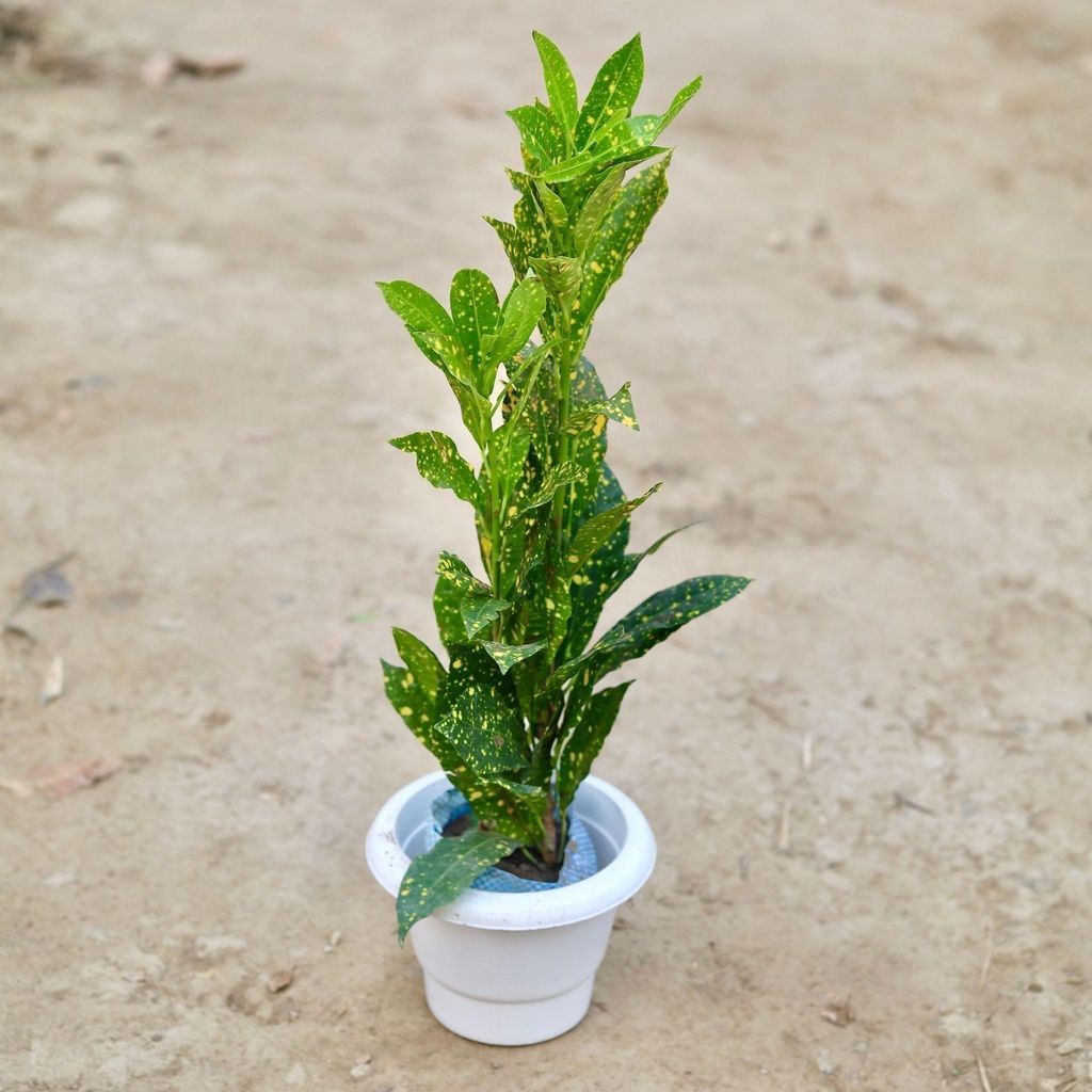 Baby Croton in 6 Inch Classy White Plastic Pot