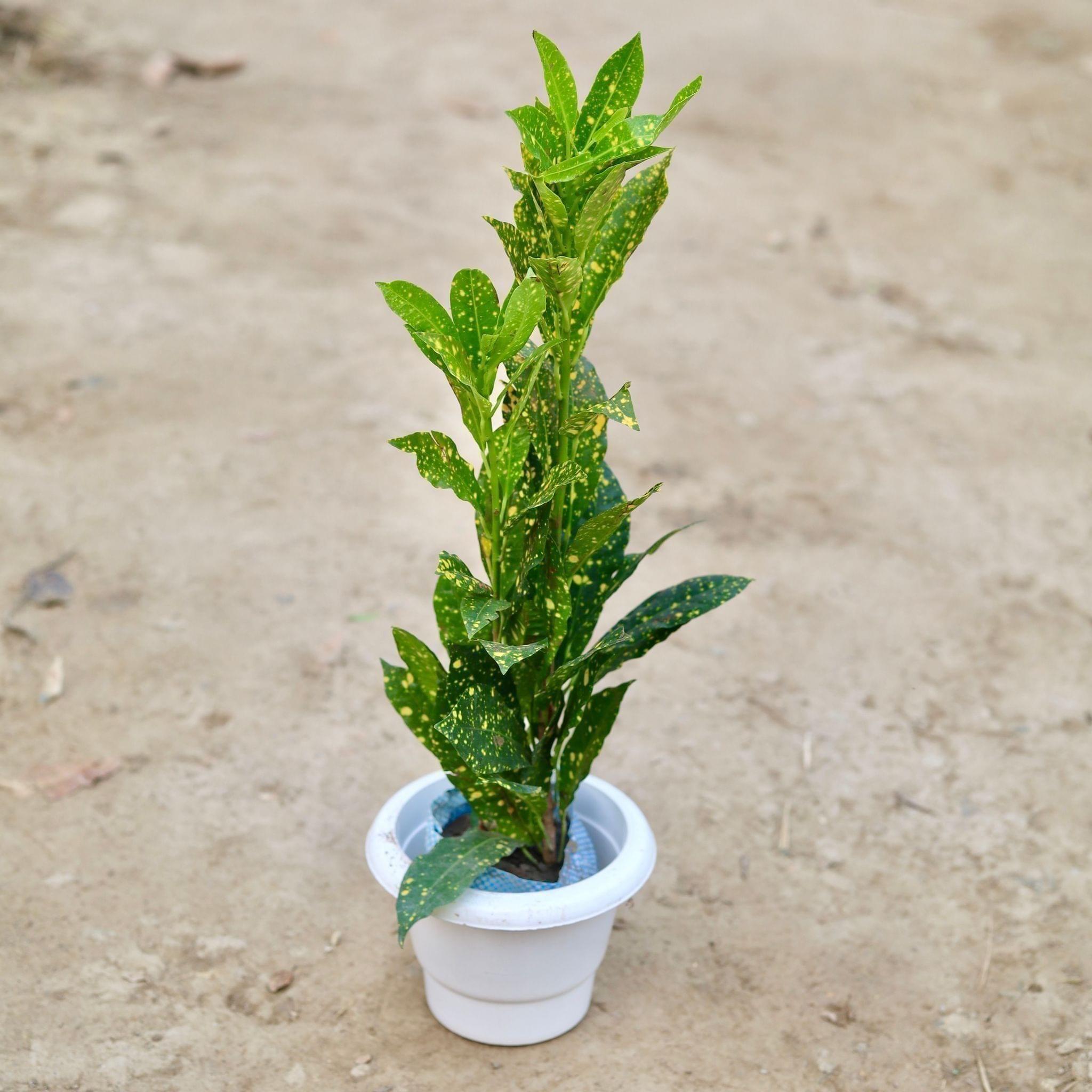 Baby Croton in 6 Inch Classy White Plastic Pot