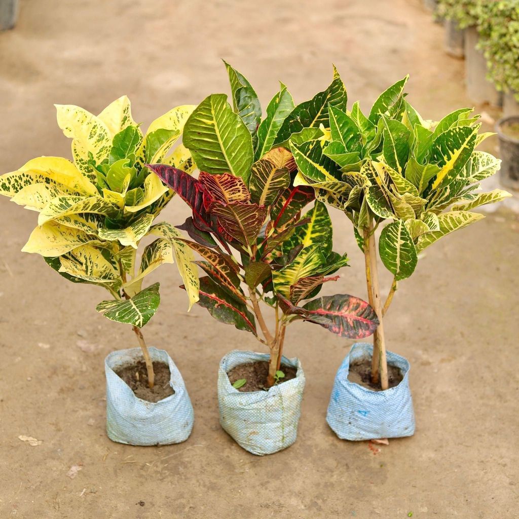 Buy Set of 3 - Croton (Petra, Yellow Ice ton & Yellow Green) in 8 Inch Nursery Bag Online | Urvann.com Set of 3 - Croton (Petra, Yellow Ice ton & Yellow Green) in 8 Inch Nursery Bag