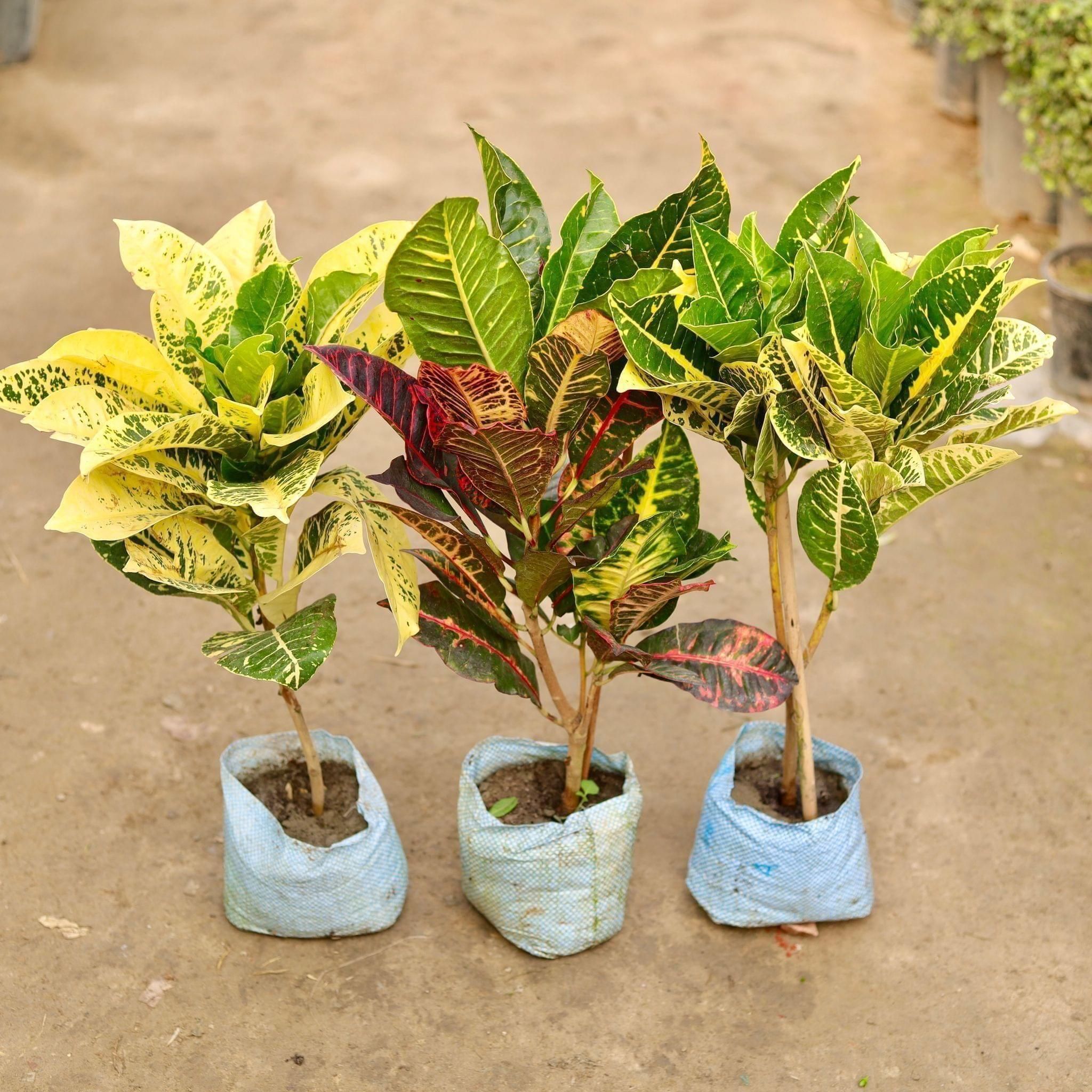 Set of 3 - Croton (Petra, Yellow Ice ton & Yellow Green) in 8 Inch Nursery Bag