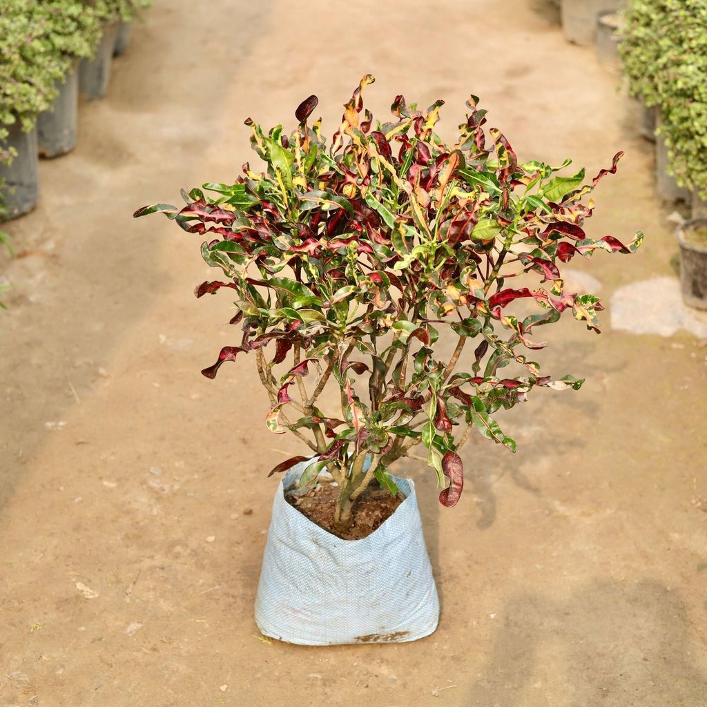 Buy Croton Eleanor Roosevelt in 10 Inch Nursery Bag Online | Urvann.com Croton Eleanor Roosevelt in 10 Inch Nursery Bag