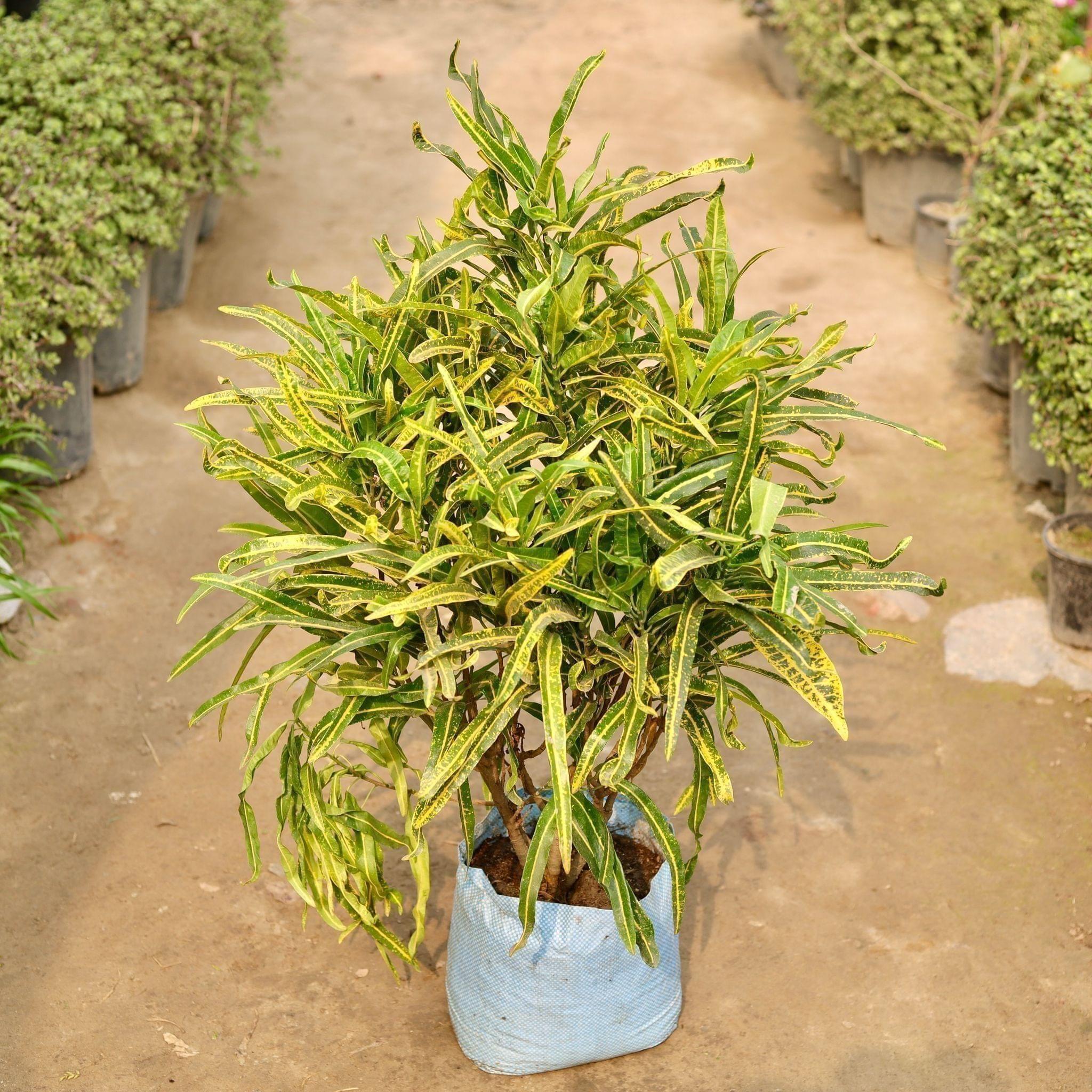 Croton Deadlocks in 10 Inch Nursery Bag