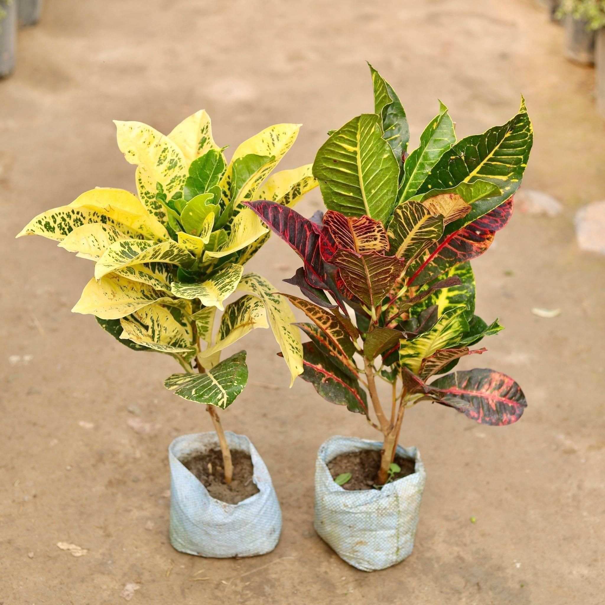 Set of 2 - Croton (Petra & Yellow Ice ton) in 8 Inch Nursery Bag