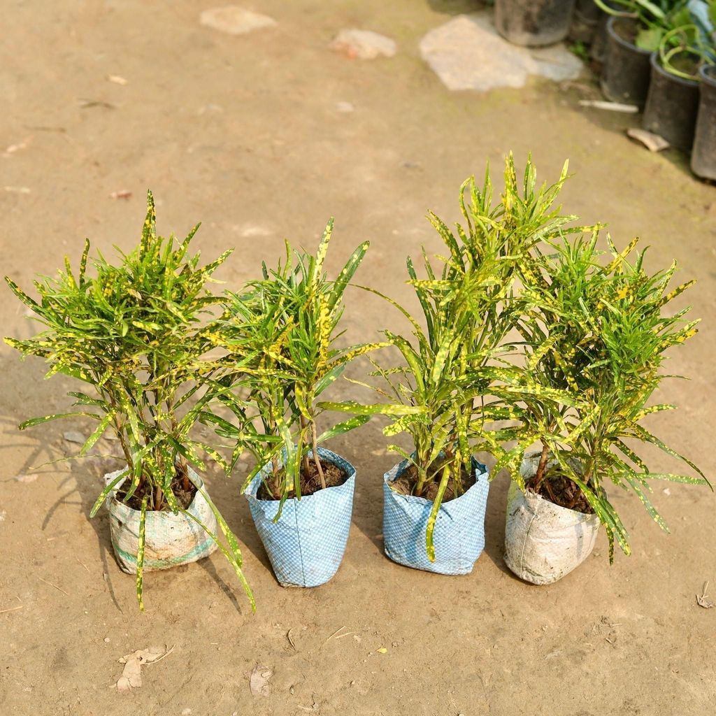 Buy Set of 4 - Chironji Gold star Croton in 5 Inch Nursery Bag Online | Urvann.com Set of 4 - Chironji Gold star Croton in 5 Inch Nursery Bag