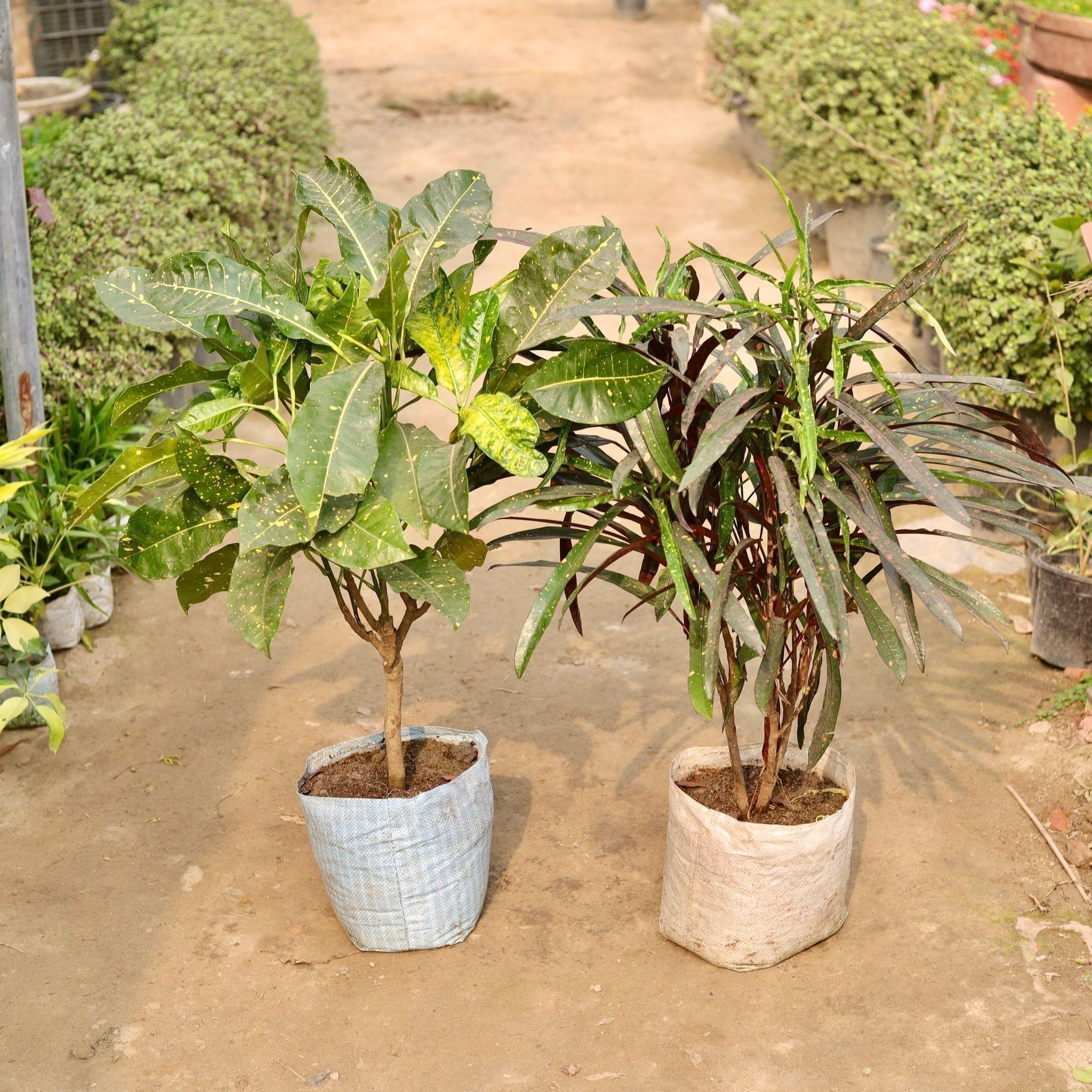 Set of 2 - Croton (Challenger Green & Green) in 10 Inch Nursery Bag