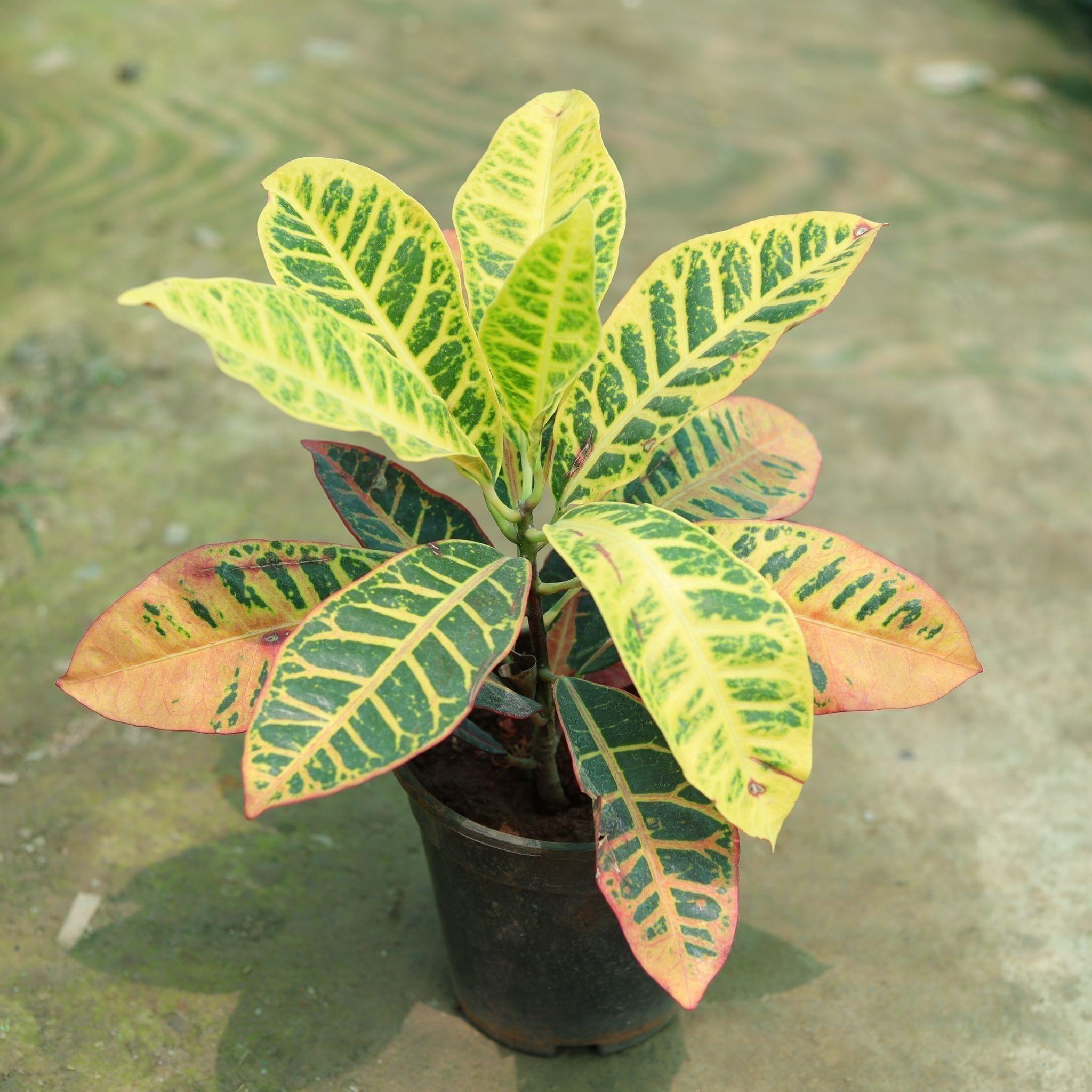 Croton Petra in 8 Inch Nursery Pot