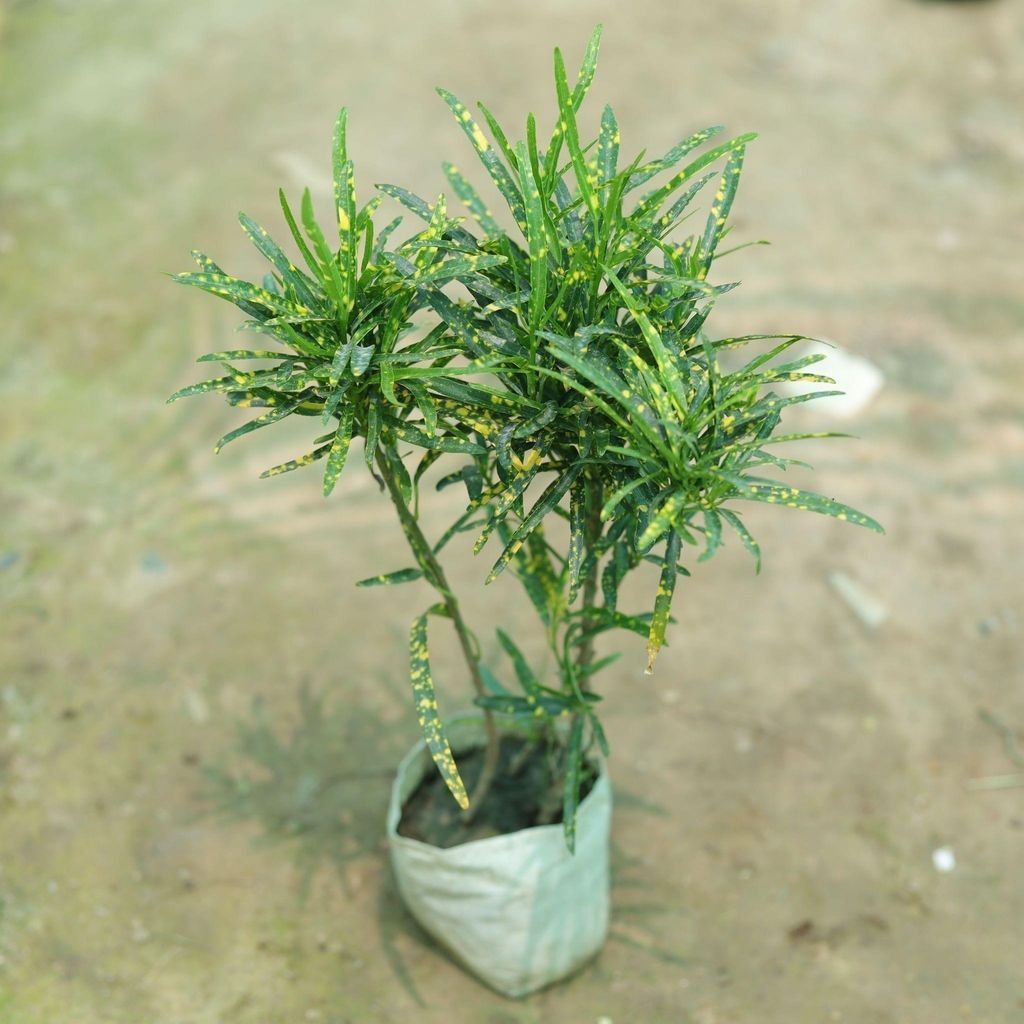 Buy Chironji Croton in 4 Inch Nursery Bag Online | Urvann.com Chironji Croton in 4 Inch Nursery Bag