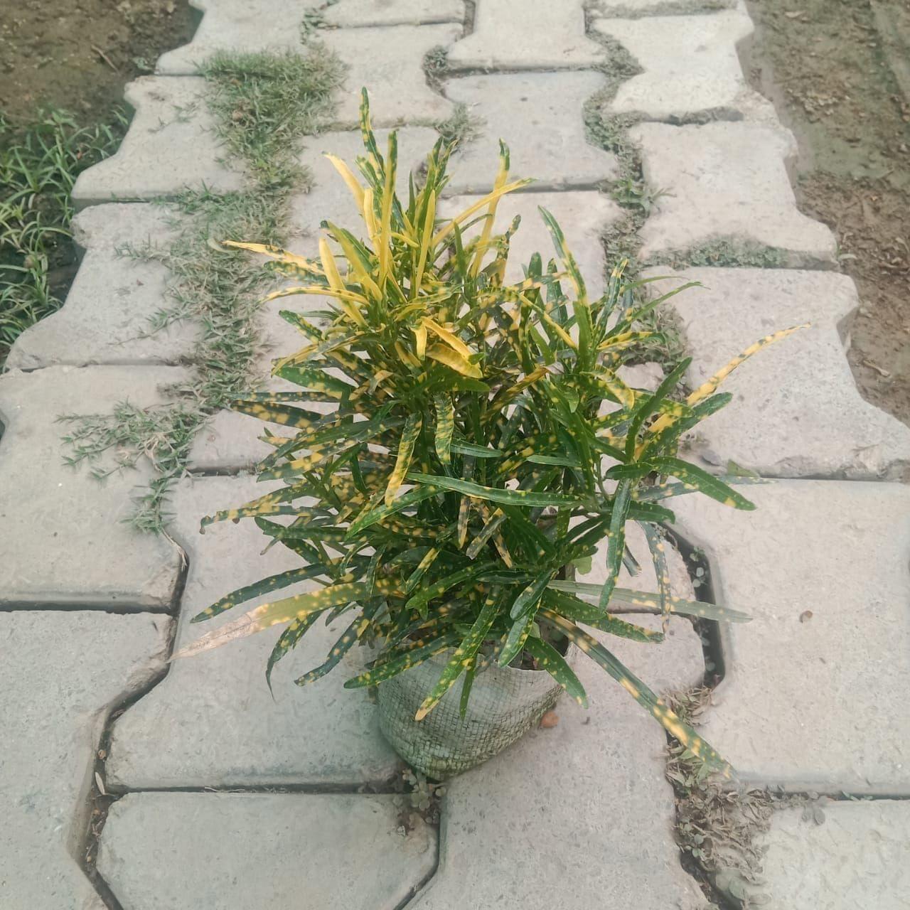 Chironji Croton in 4 Inch Nursery Bag