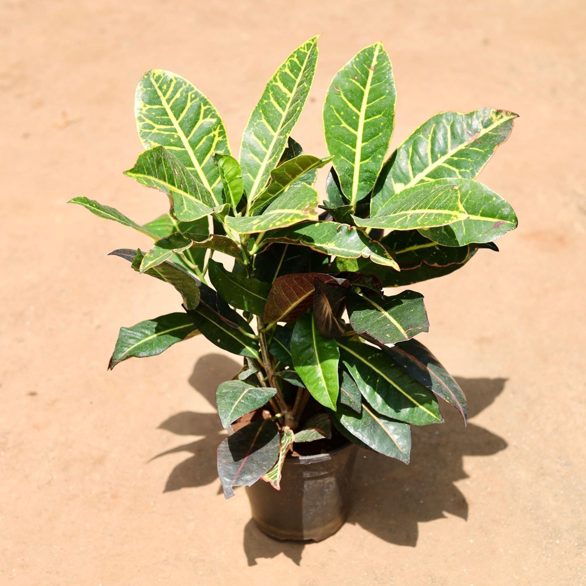 Croton Petra in 6 Inch Nursery Pot