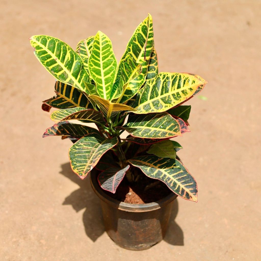 Croton Petra in 8 Inch Nursery Pot