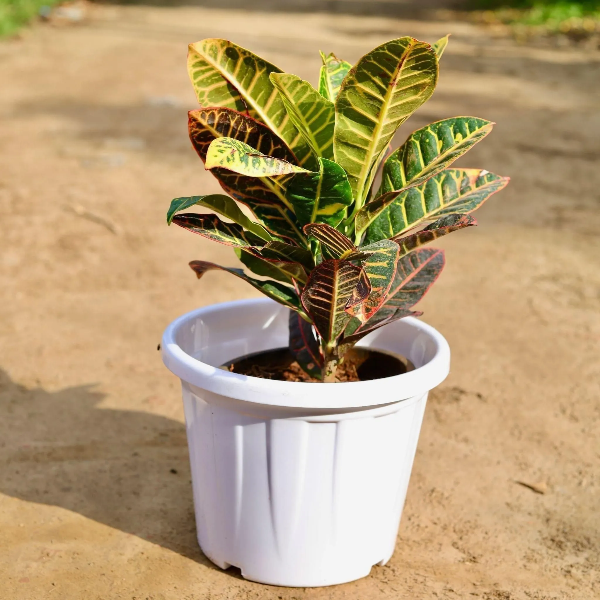 Croton Petra in 12 Inch White Classy Plastic Pot