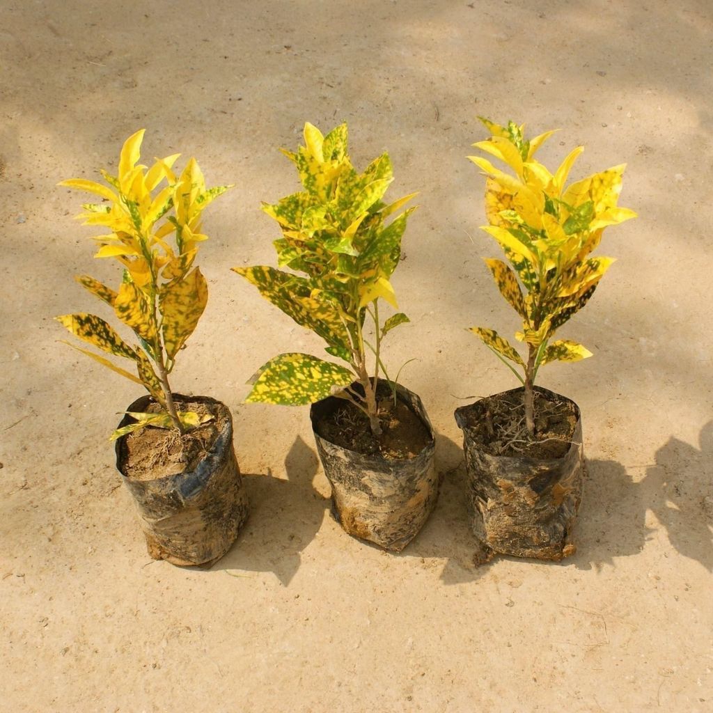 Buy Set of 3 - Baby Croton in 4 Inch Nursery Bag Online | Urvann.com Set of 3 - Baby Croton in 4 Inch Nursery Bag