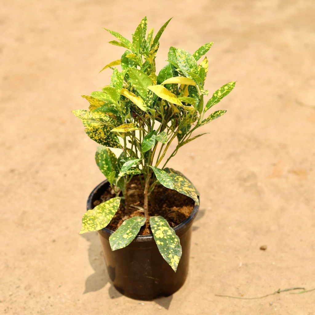 Buy Baby Croton in 6 Inch Plastic Pot Online | Urvann.com Baby Croton in 6 Inch Nursery Pot