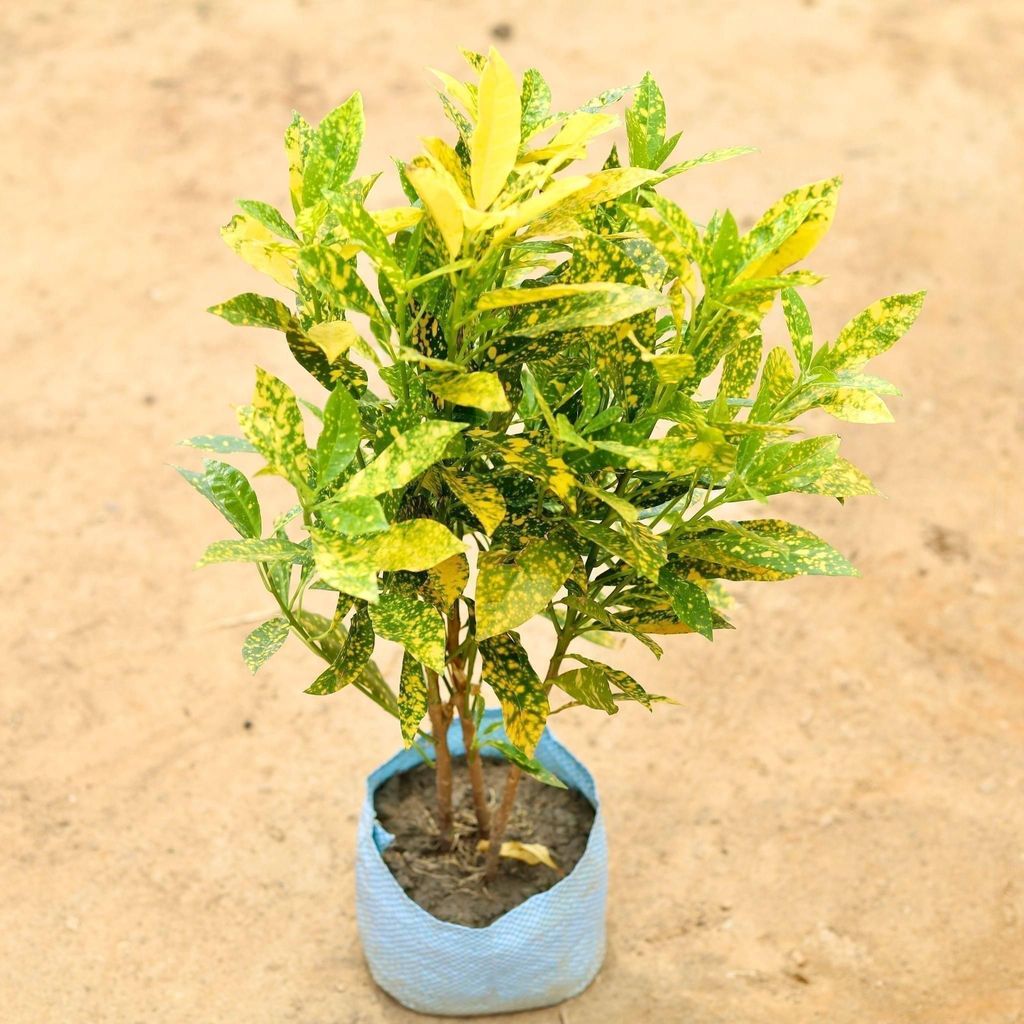 Buy Baby Croton Goldstar in 6 Inch Nursery Bag Online | Urvann.com Baby Croton Goldstar in 6 Inch Nursery Bag