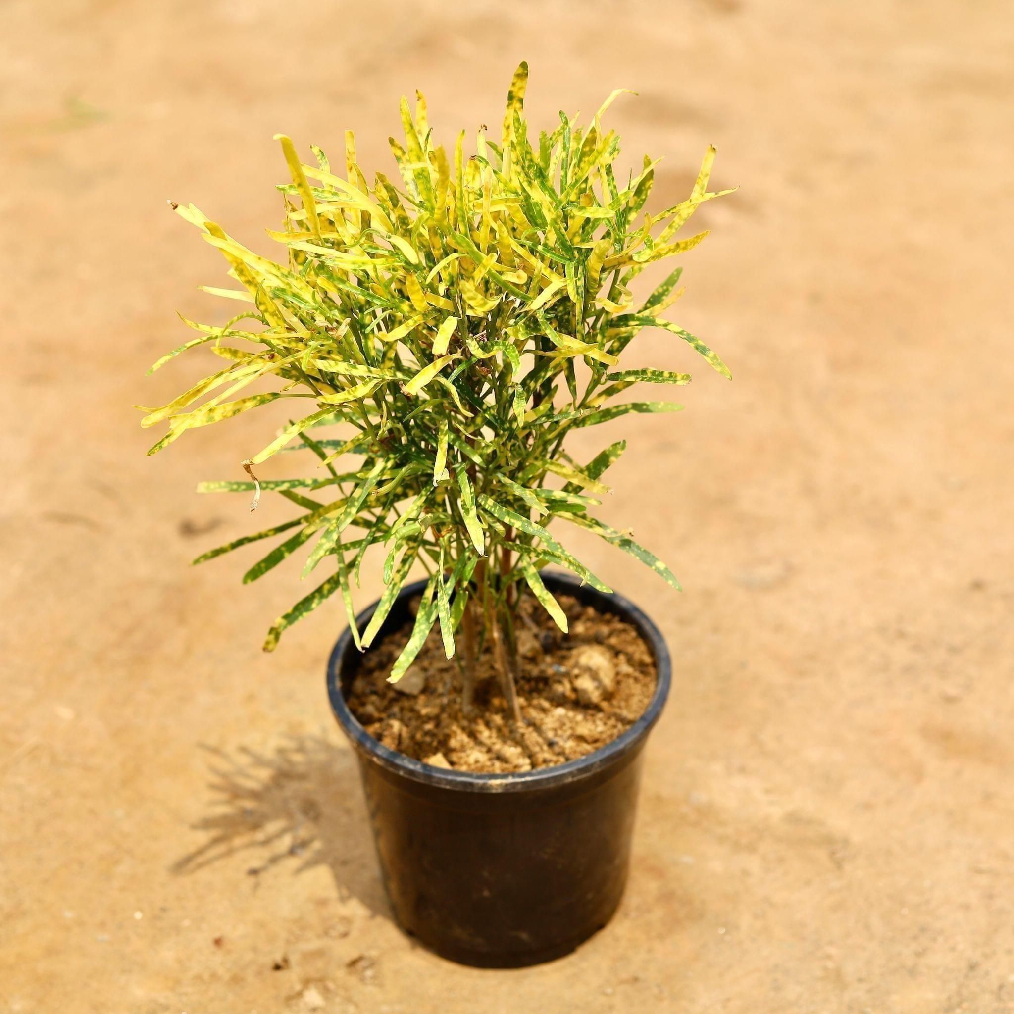 Chironji Croton in 6 Inch Nursery Pot