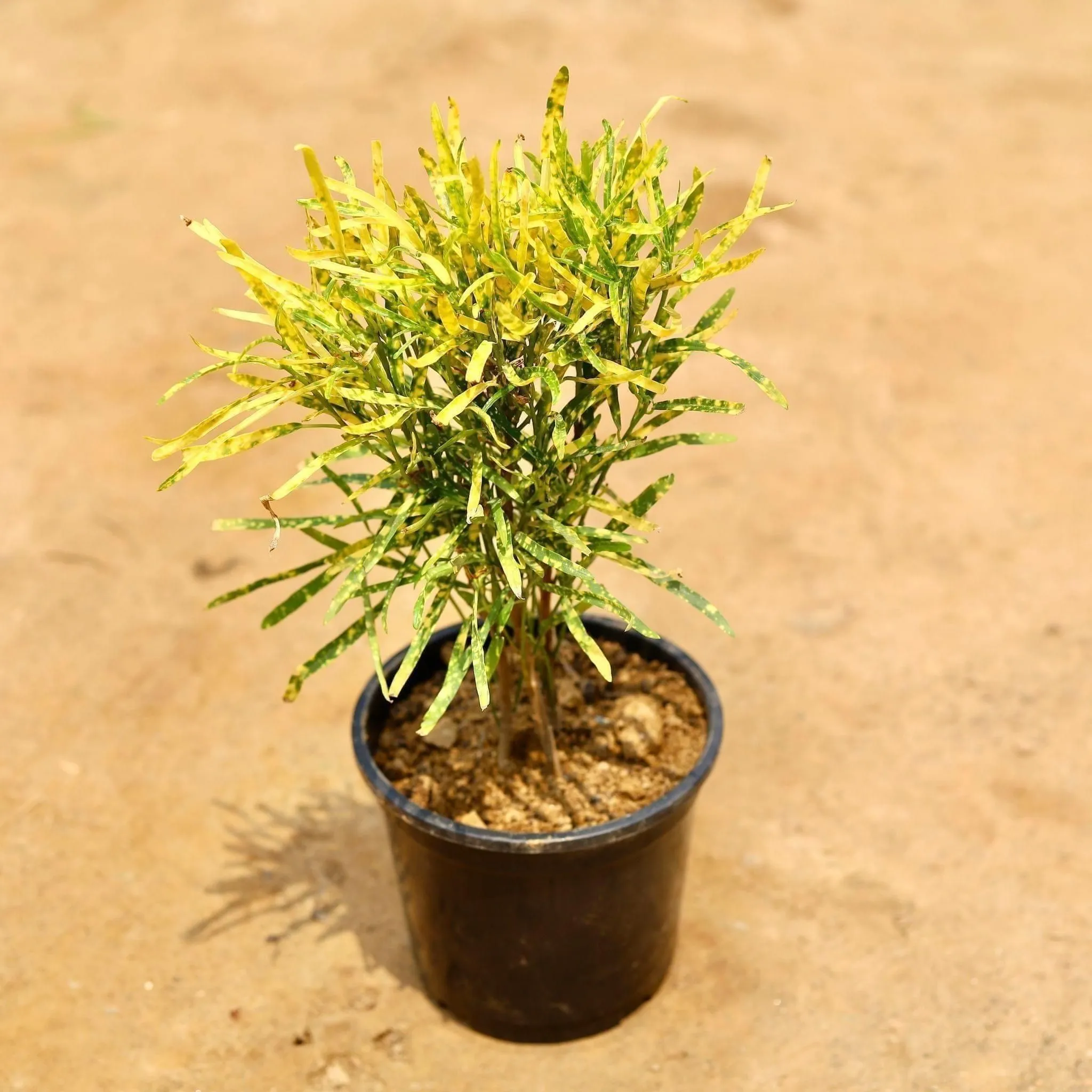 Chironji Croton in 6 Inch Nursery Pot