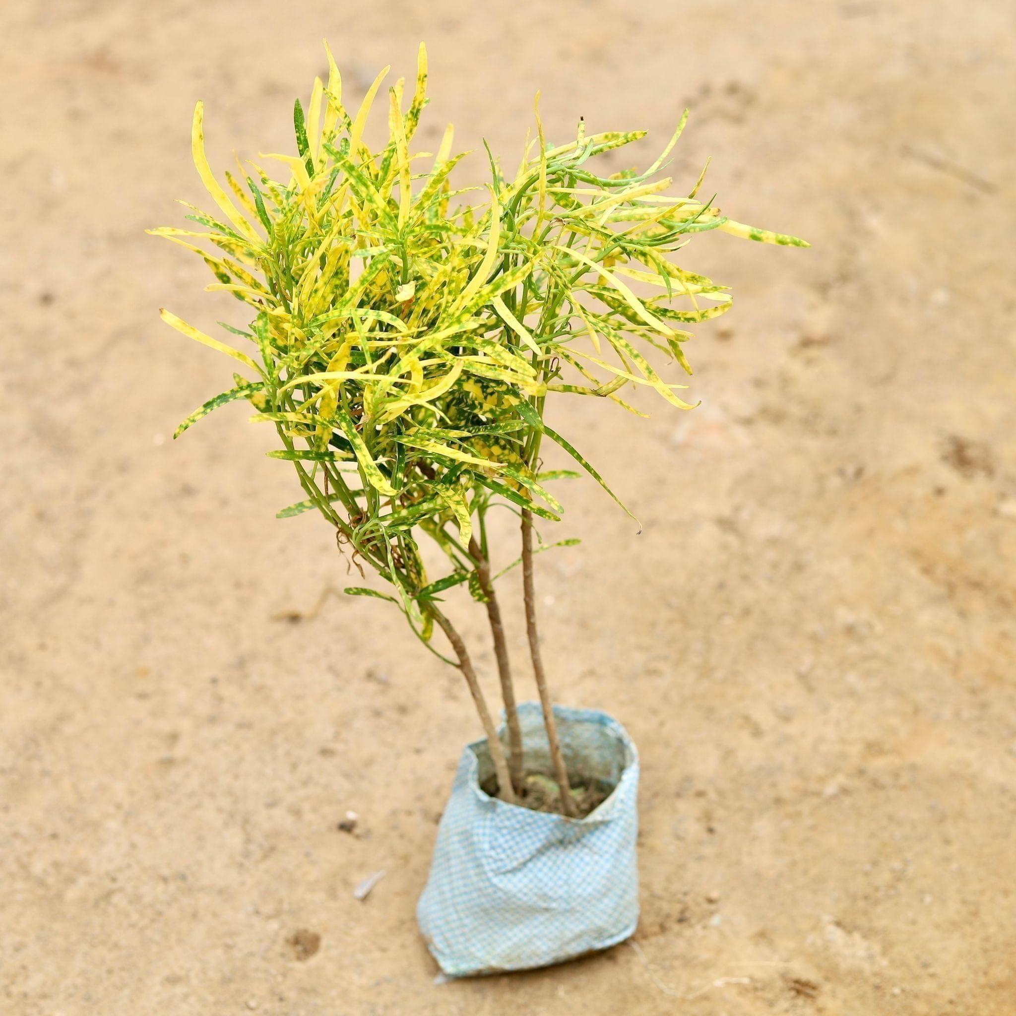Chironji Croton in 4 Inch Nursery Bag