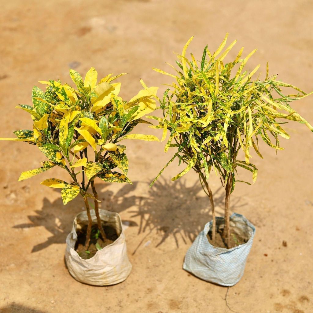 Buy Set of 2 - Baby Croton & Chironji Croton in 4 Inch Nursery Bag Online | Urvann.com Set of 2 - Baby Croton & Chironji Croton in 4 Inch Nursery Bag