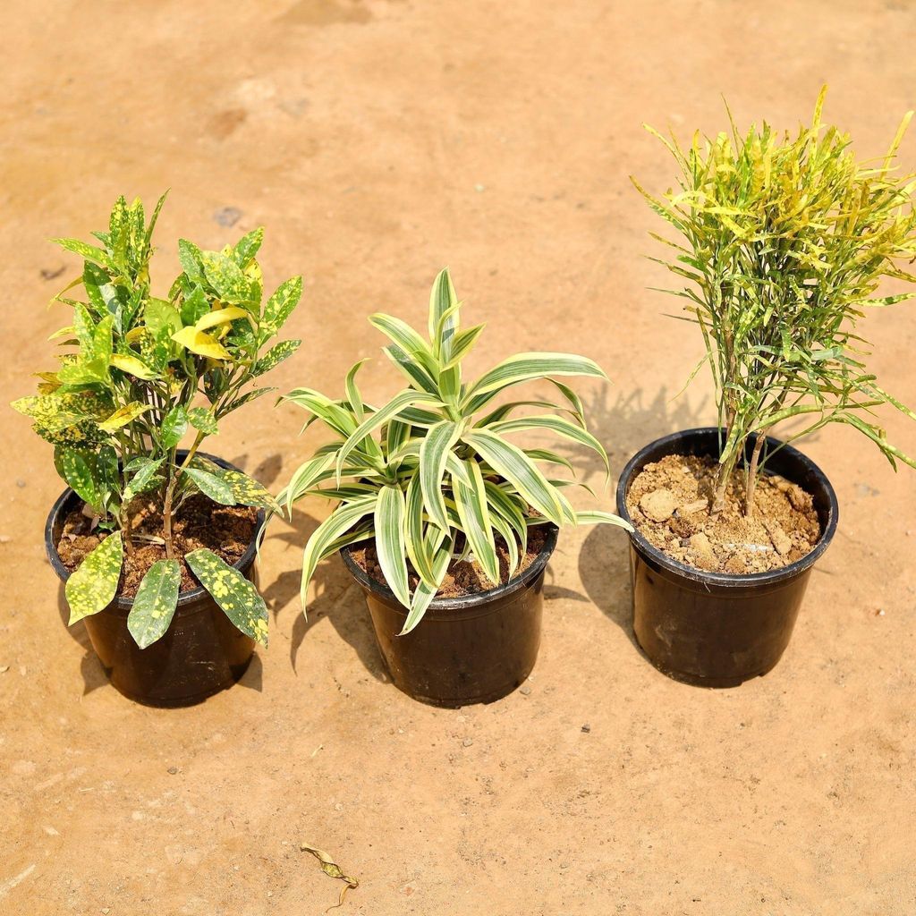 Set of 3 - Song Of India & Crotons (Baby & Chironji) in 6 Inch Nursery Pot