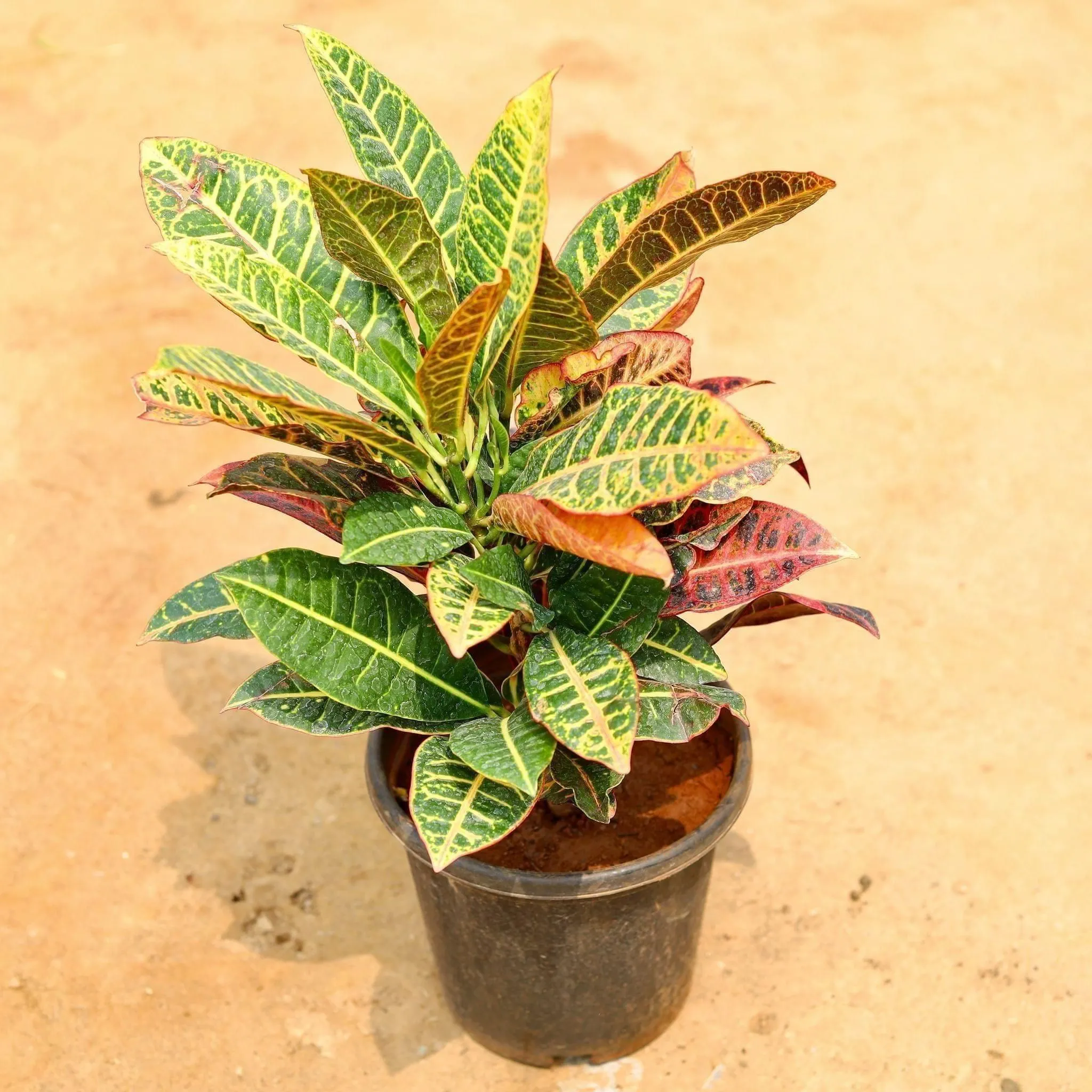 Croton Petra in 8 Inch Nursery Pot