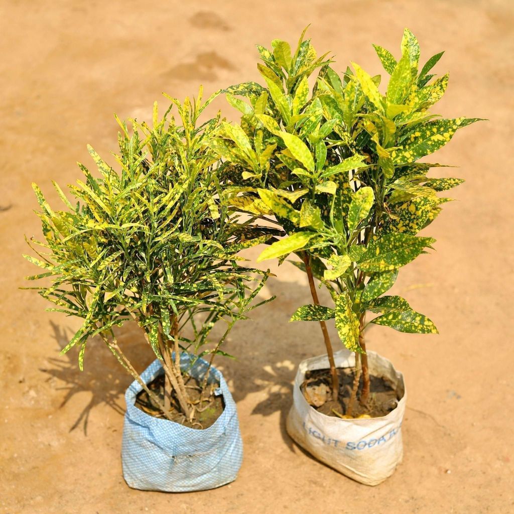 Buy Set of 2 - Croton Gold stars (Chironji & Baby) in 6 Inch Nursery Bag Online | Urvann.com Set of 2 - Croton Gold stars (Chironji & Baby) in 6 Inch Nursery Bag