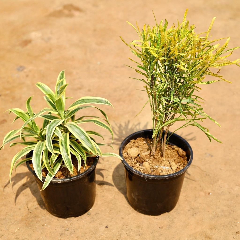 Buy Set of 2 - Song of India & Chironji Croton in 6 Inch Plastic Pot Online | Urvann.com Set of 2 - Song of India & Chironji Croton in 6 Inch Nursery Pot