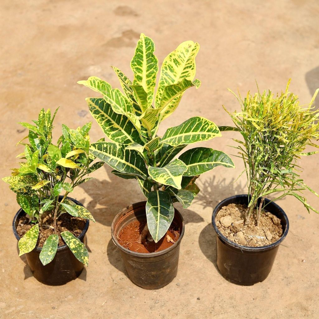 Buy Set of 3 - Crotons (Chironji, Baby & Yellow Iceton) in 6 Inch Plastic Pot Online | Urvann.com Set of 3 - Crotons (Chironji, Baby & Yellow Iceton) in 6 Inch Nursery Pot