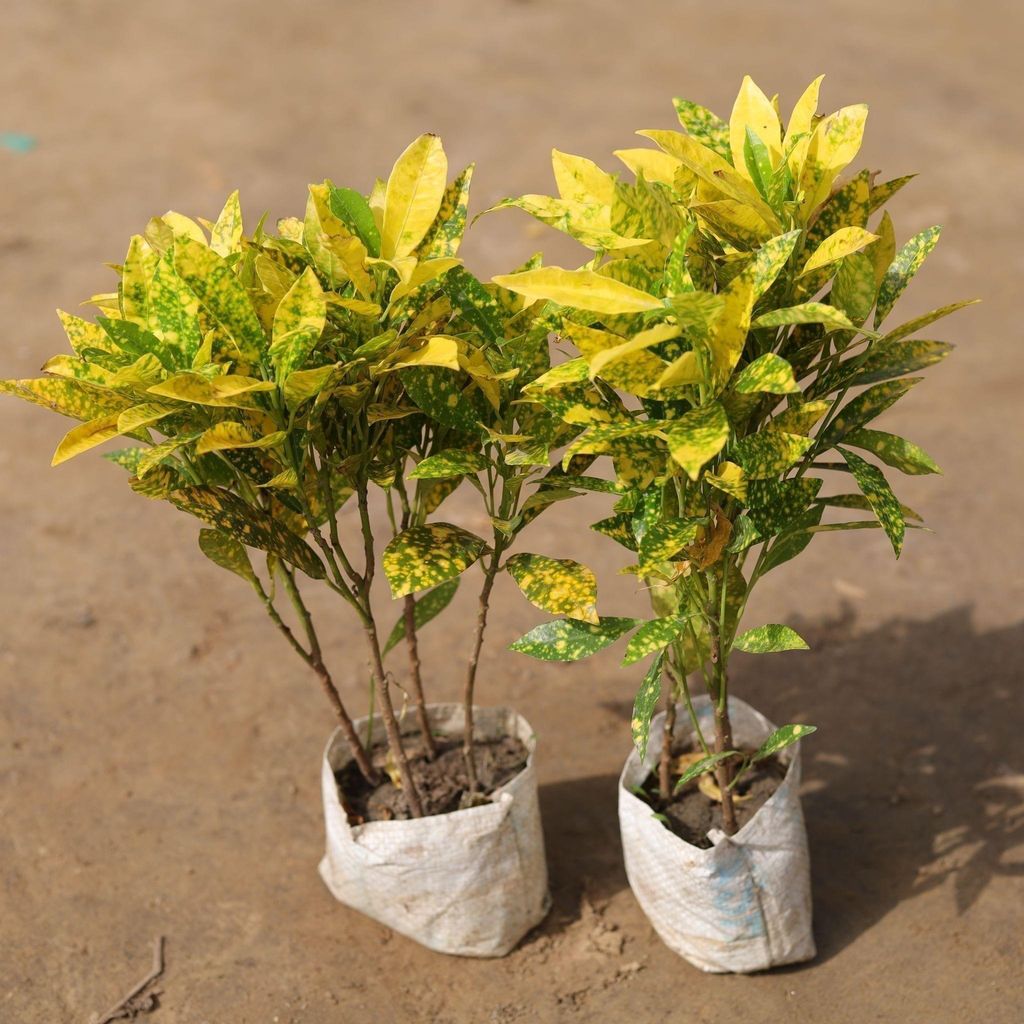 Buy Set of 2 - Baby Croton in 4 Inch Nursery Bag Online | Urvann.com Set of 2 - Baby Croton in 4 Inch Nursery Bag