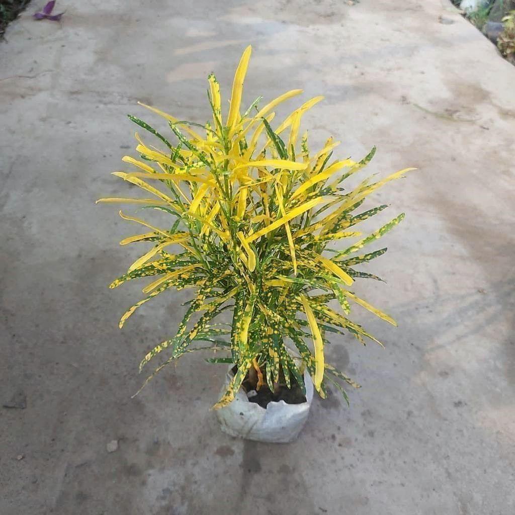 Buy Chironji Croton in 4 Inch Nursery Bag Online | Urvann.com Chironji Croton in 4 Inch Nursery Bag
