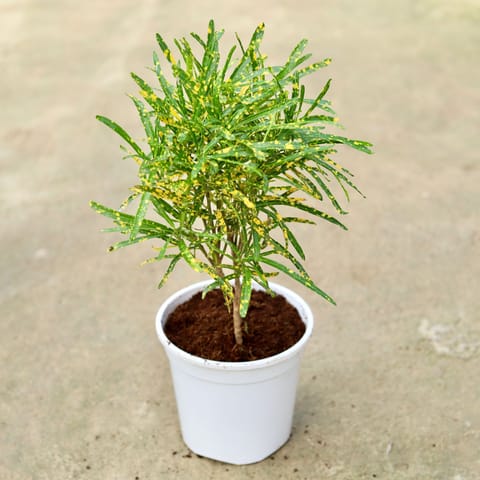 Chironji Croton in 6 Inch White Nursery Pot