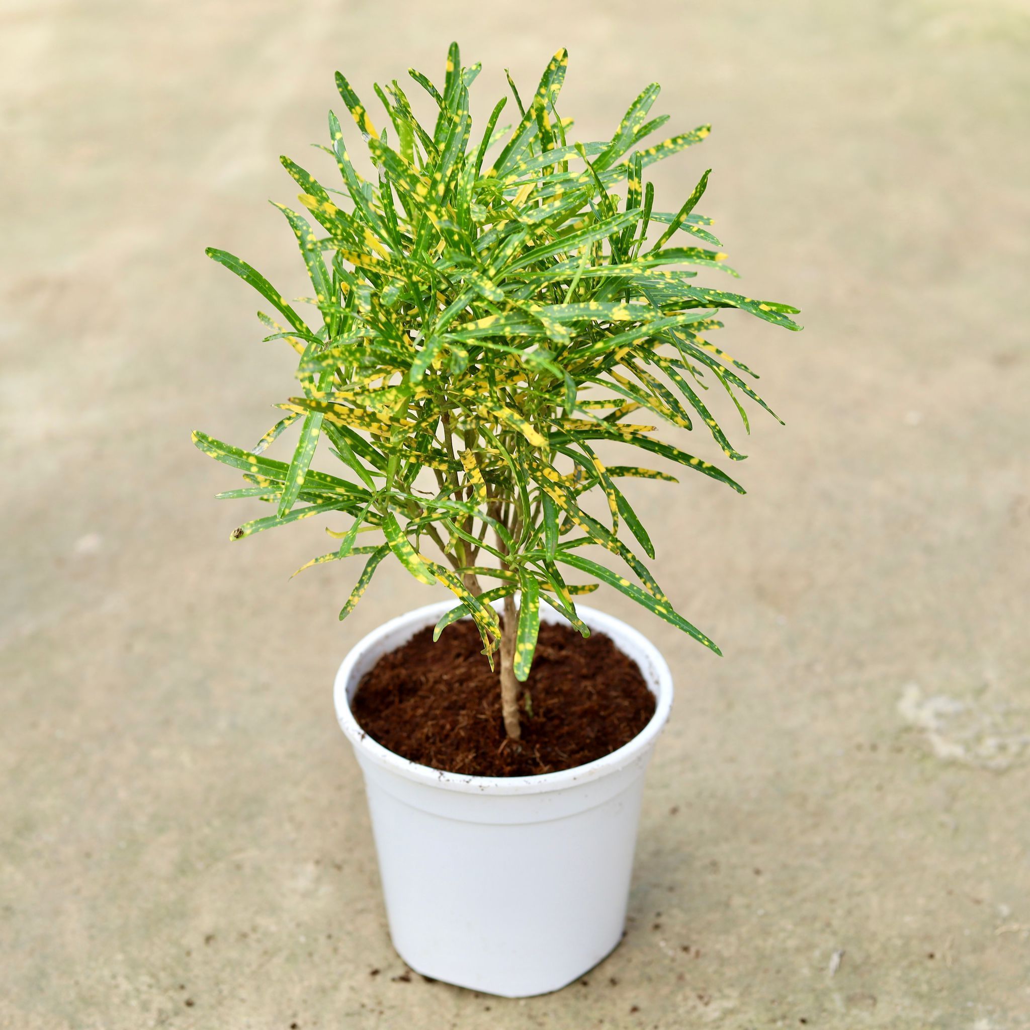 Chironji Croton in 6 Inch White Nursery Pot