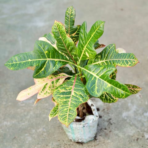 Croton Oakleaf in 5 Inch Nursery bag