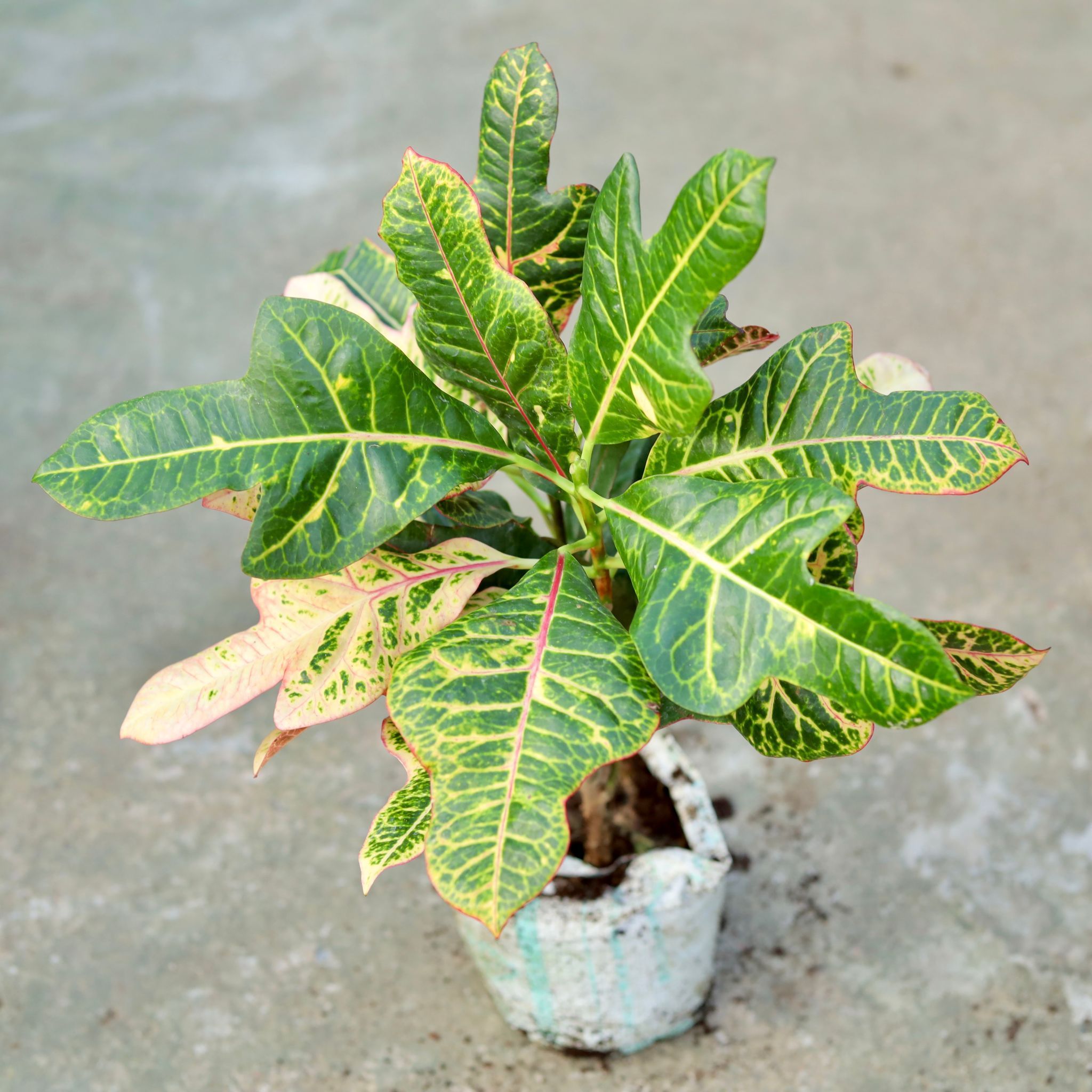 Croton Oakleaf in 5 Inch Nursery bag
