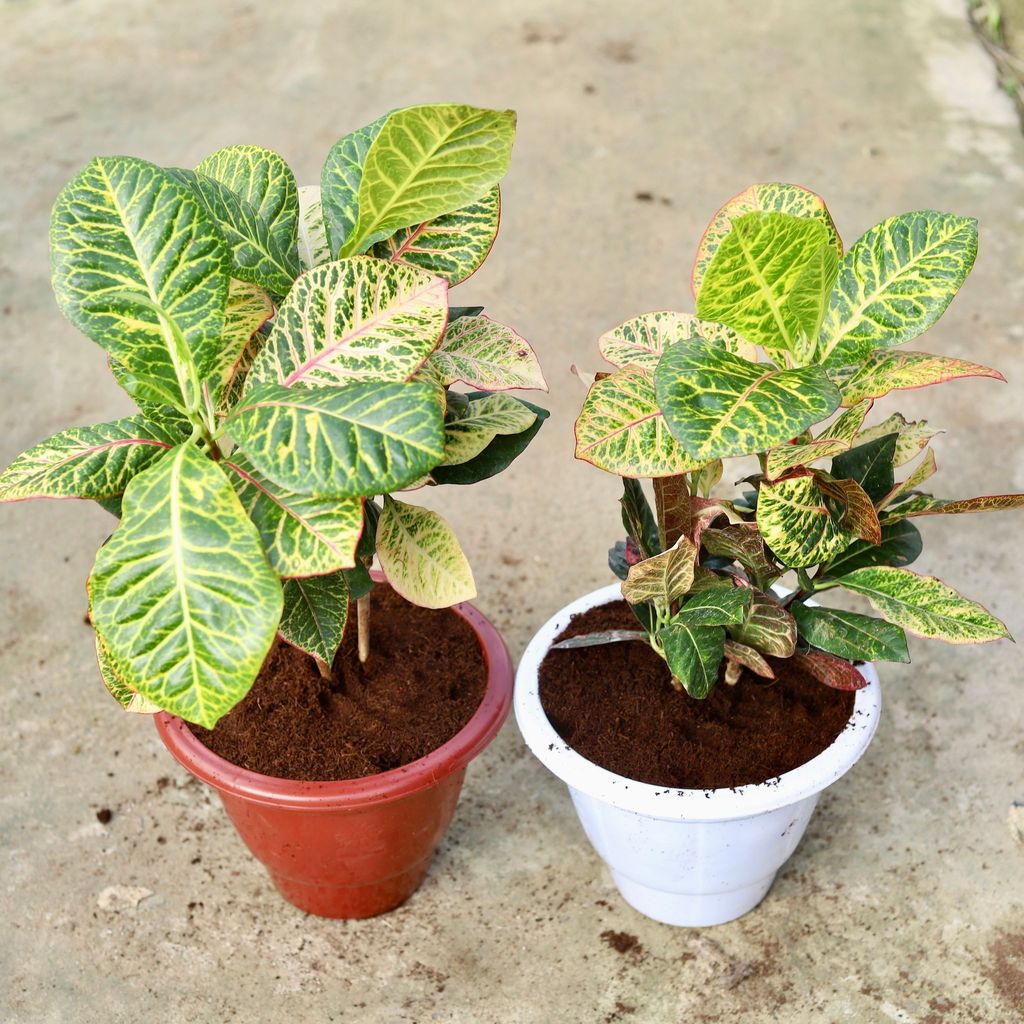 Buy Set of 2 - Croton Petra In 10 Inch Classy Red & White Plastic Pot Online | Urvann.com Set of 2 - Croton Petra in 10 Inch Classy Red & White Plastic Pot