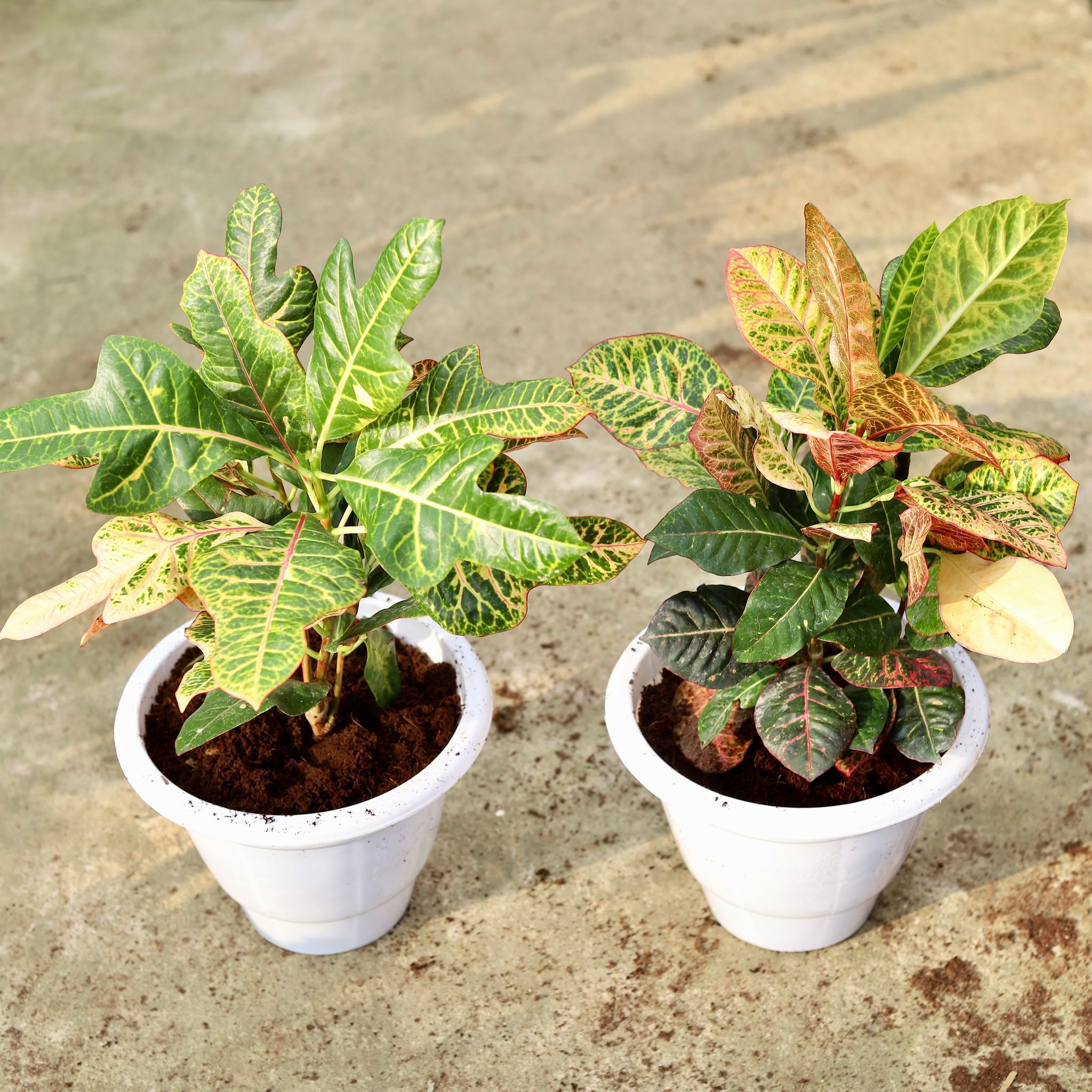 Set Of 2 - Croton (Petra & Oakleaf) in 10 Inch Classy White Plastic Pot