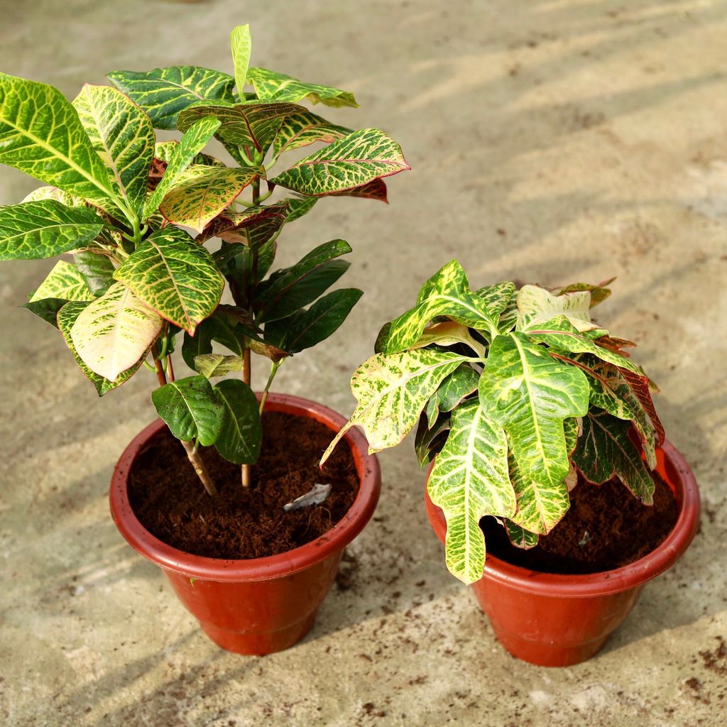 Buy Set Of 2 - Croton (Petra & Oakleaf) In 10 Inch Classy Red Plastic Pot Online | Urvann.com Set Of 2 - Croton (Petra & Oakleaf) in 10 Inch Classy Red Plastic Pot