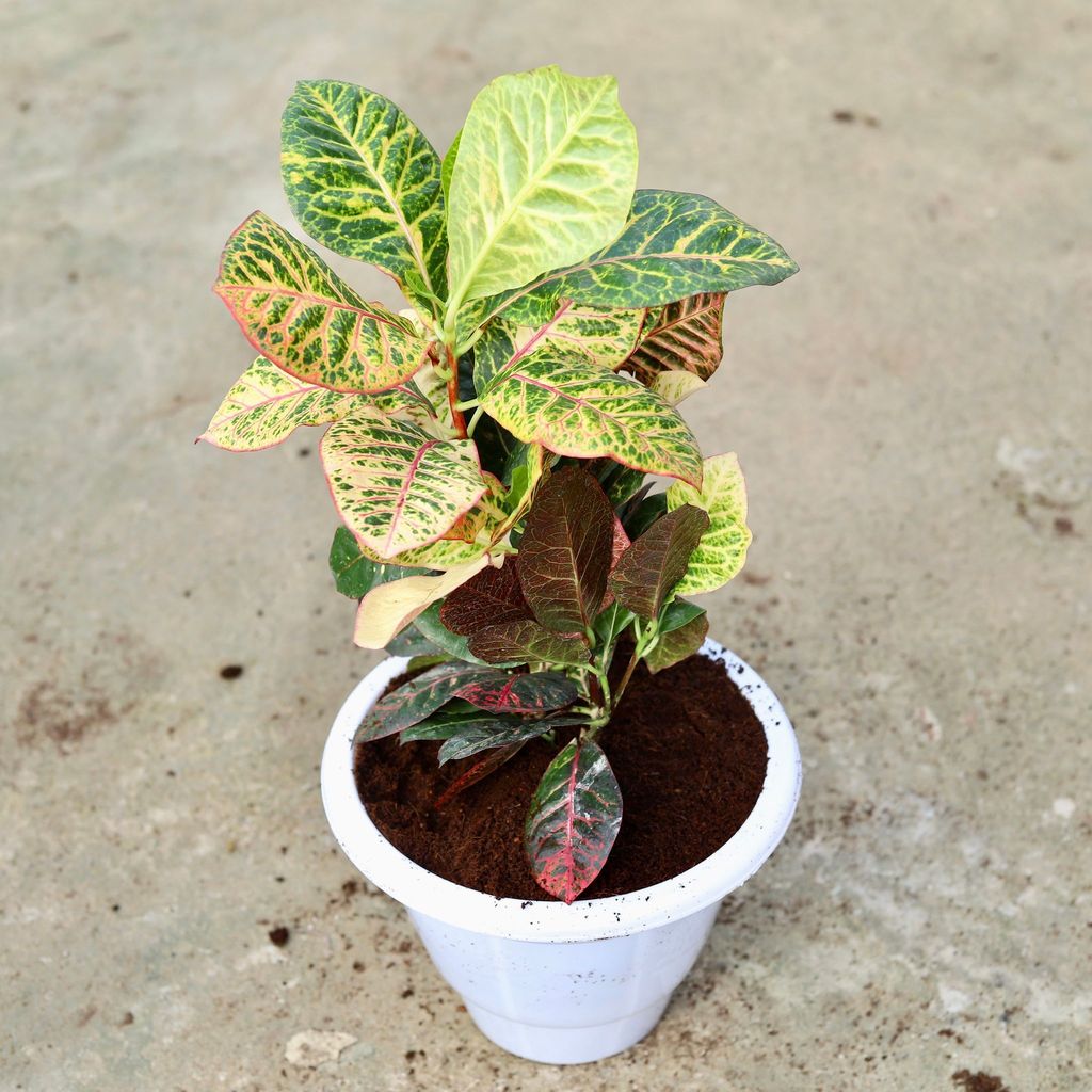 Buy Croton Petra In 10 Inch Classy White Plastic Pot Online | Urvann.com Croton Petra in 10 Inch Classy White Plastic Pot