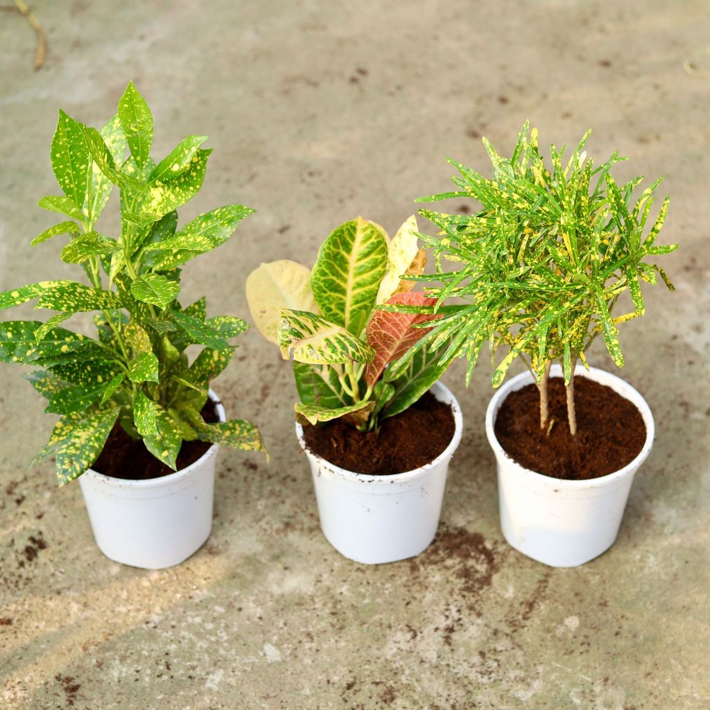 Buy Set of 3 - Croton (Chironji, Petra & baby) In 6 Inch White Nursery Pot Online | Urvann.com Set of 3 - Croton (Chironji, Petra & baby) in 6 Inch White Nursery Pot