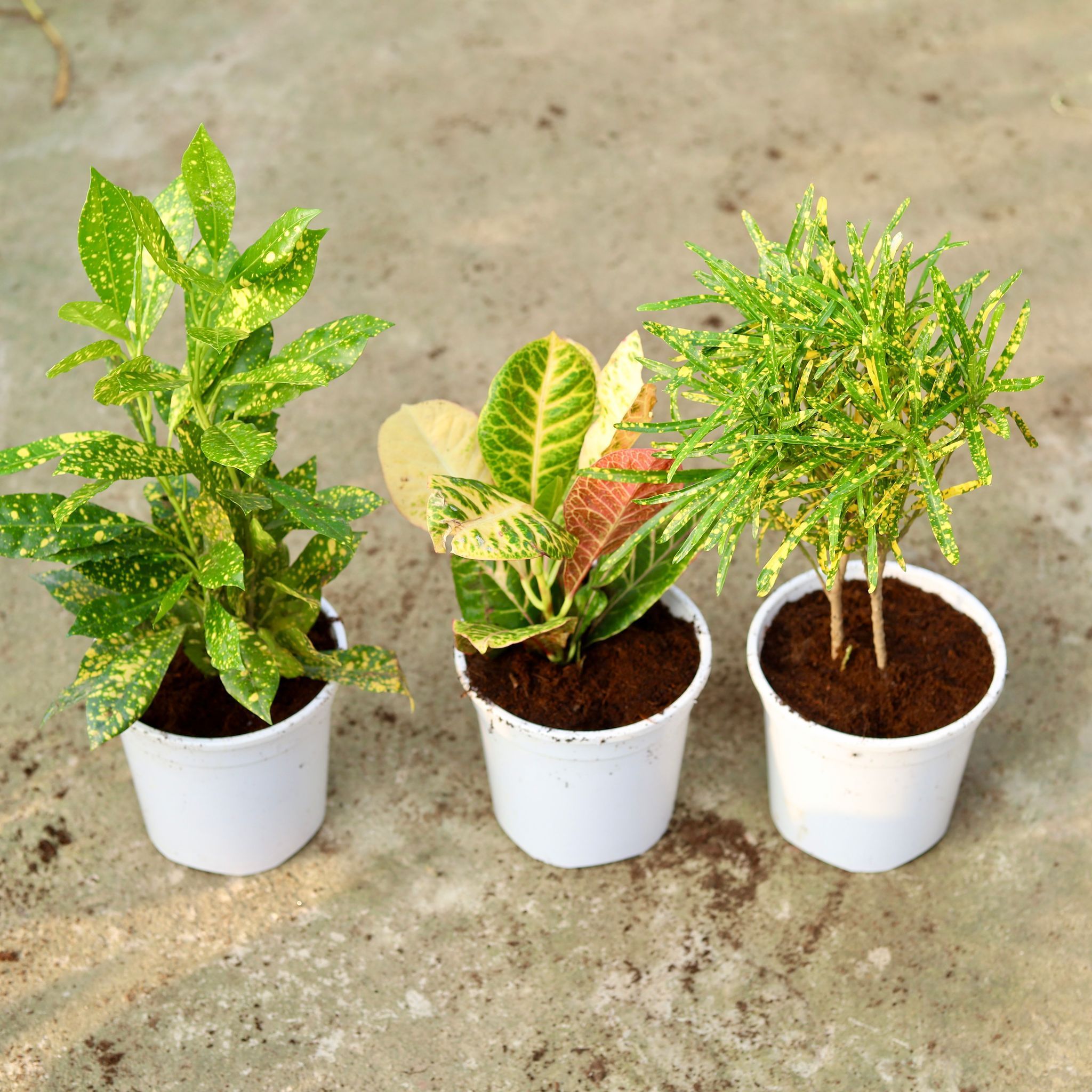 Set of 3 - Croton (Chironji, Petra & baby) in 6 Inch White Nursery Pot