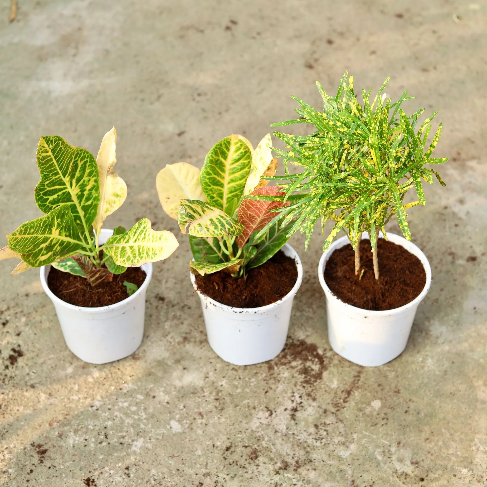 Set of 3 - Croton (Chironji, Petra & Oakleaf) in 6 Inch White Nursery Pot