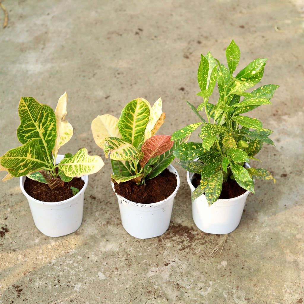 Buy Set of 3 - Croton (Baby, Petra & Oakleaf) In 6 Inch White Nursery Pot Online | Urvann.com Set of 3 - Croton (Baby, Petra & Oakleaf) in 6 Inch White Nursery Pot
