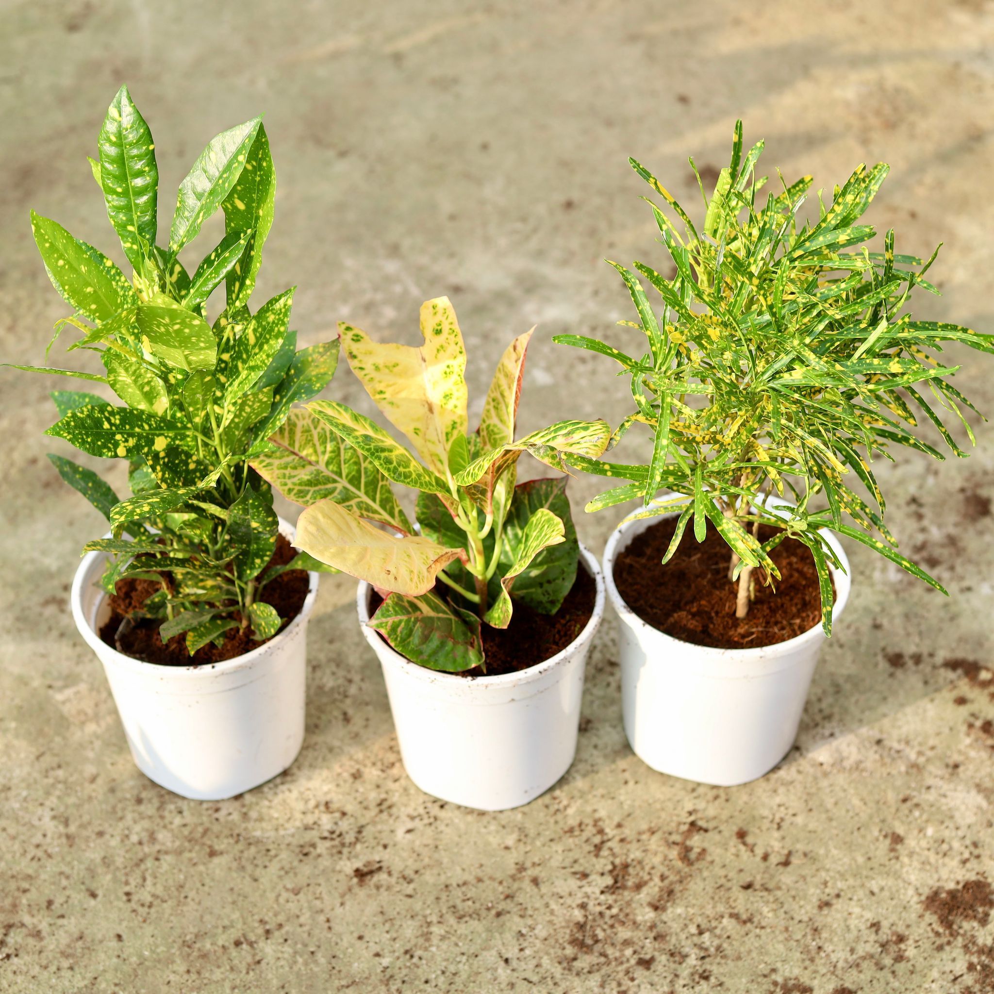 Set of 3 - Croton (Chironji, Baby & Petra) in 6 Inch White Nursery Pot