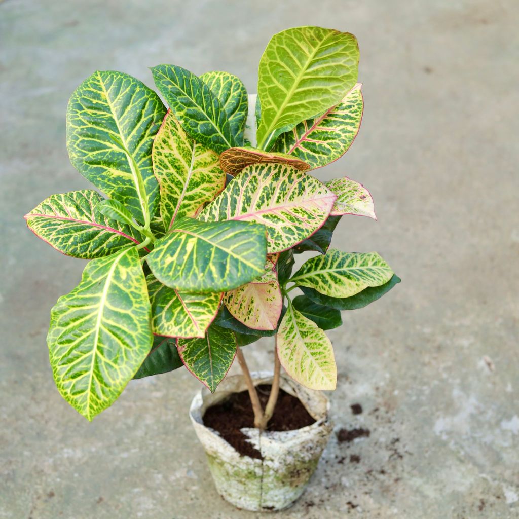 Croton Petra in 5 Inch Nursery bag
