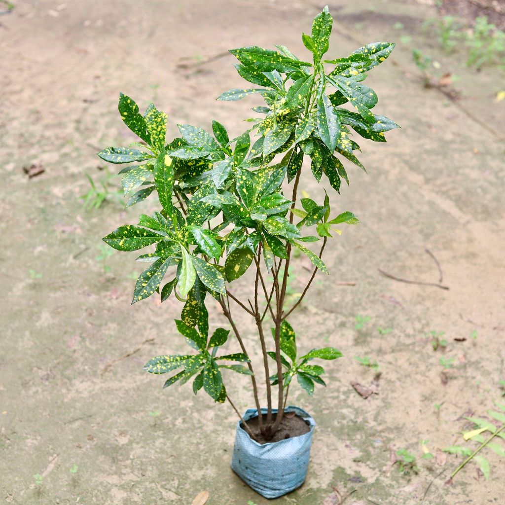 Baby Croton in 5 Inch Nursery Bag