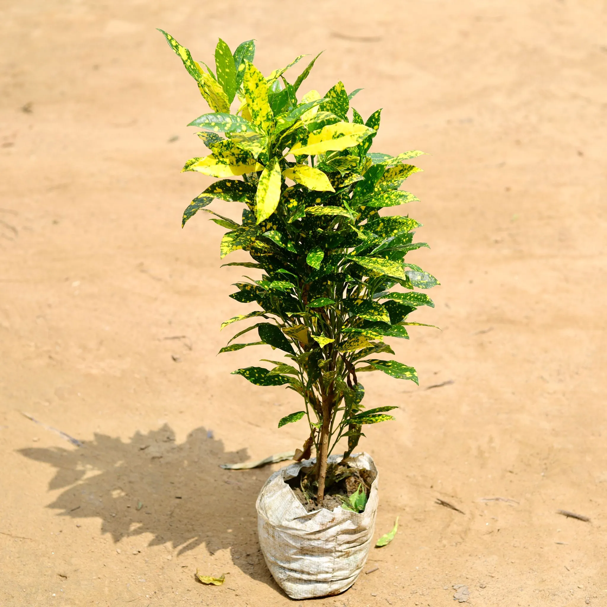 Baby Croton Gold Star (~ 1 Ft) in 7 Inch Nursery Bag