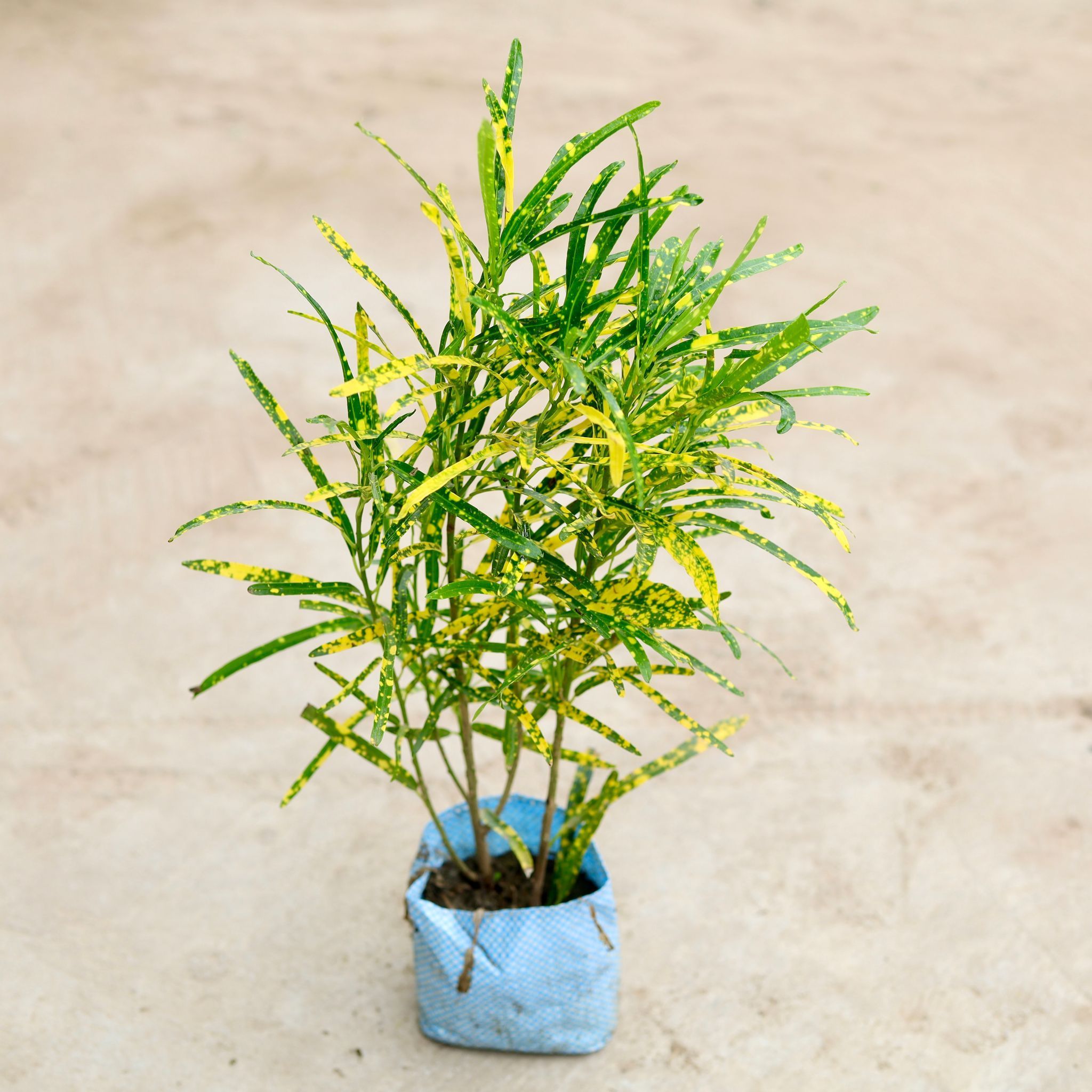 Chironji Croton Gold Star in 5 Inch Nursery Bag