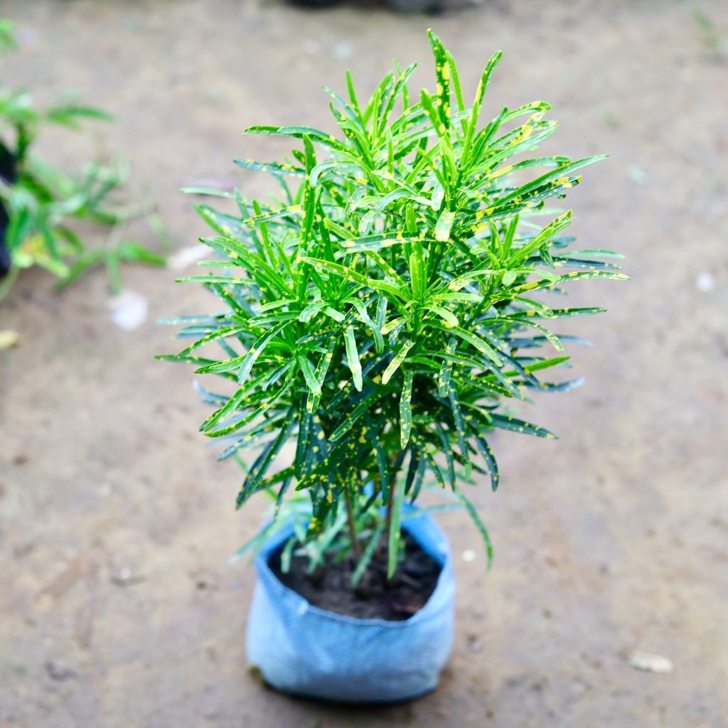 Buy Chironji Croton in 4 Inch Nursery Bag Online | Urvann.com Chironji Croton in 4 Inch Nursery Bag