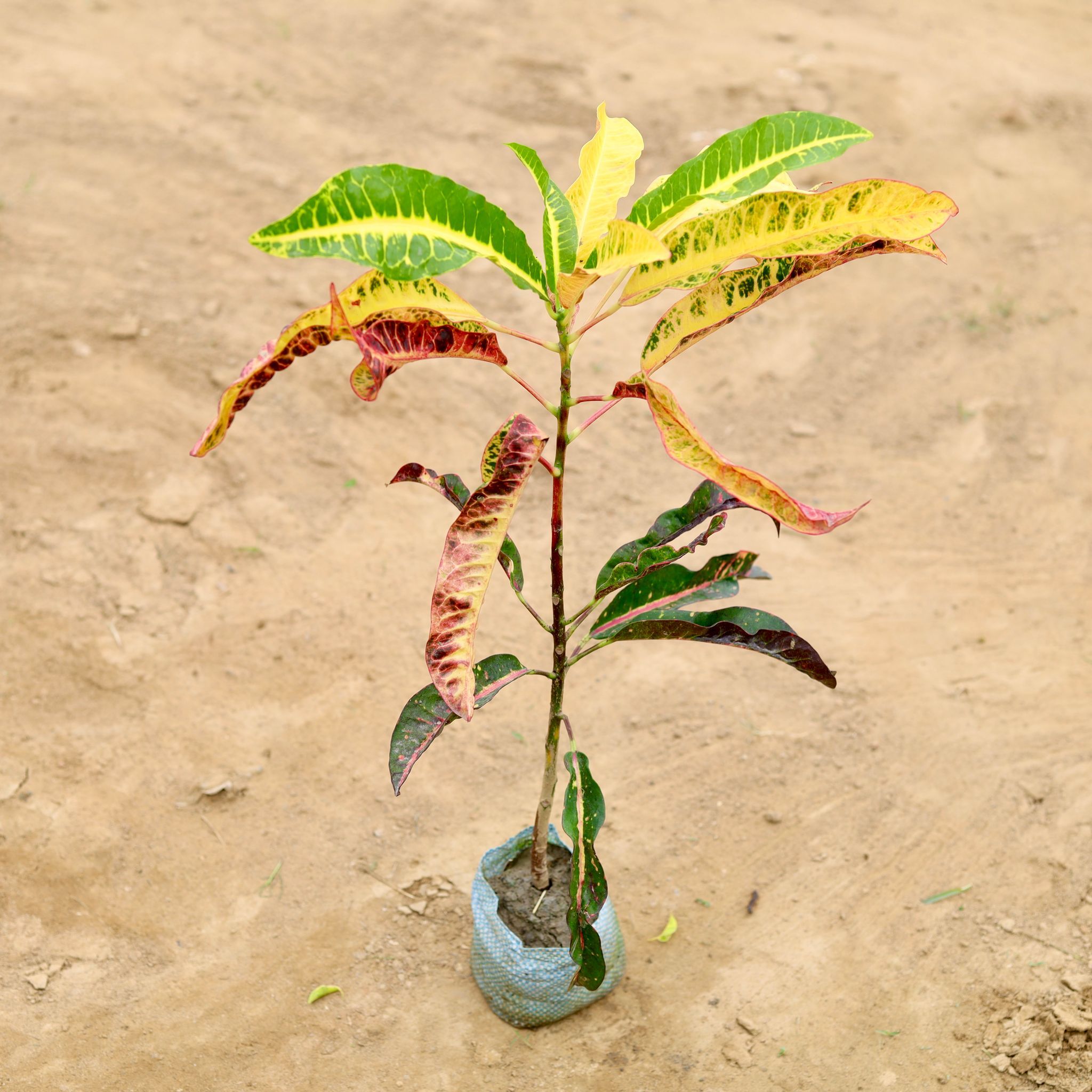 Croton Petra Narrow Leaf in 4 Inch Nursery Bag