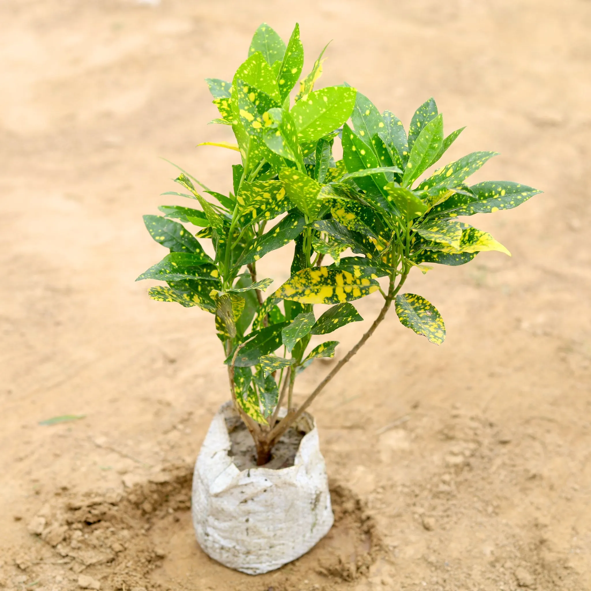 Baby Croton Gold Star in 4 Inch Nursery Bag